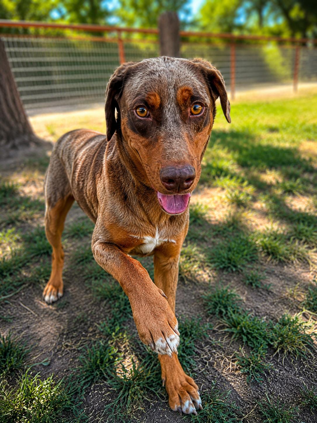 Enlarge Cowboy, a Adoptable Catahoula Leopard Dog in Lodi, CA image 5/6