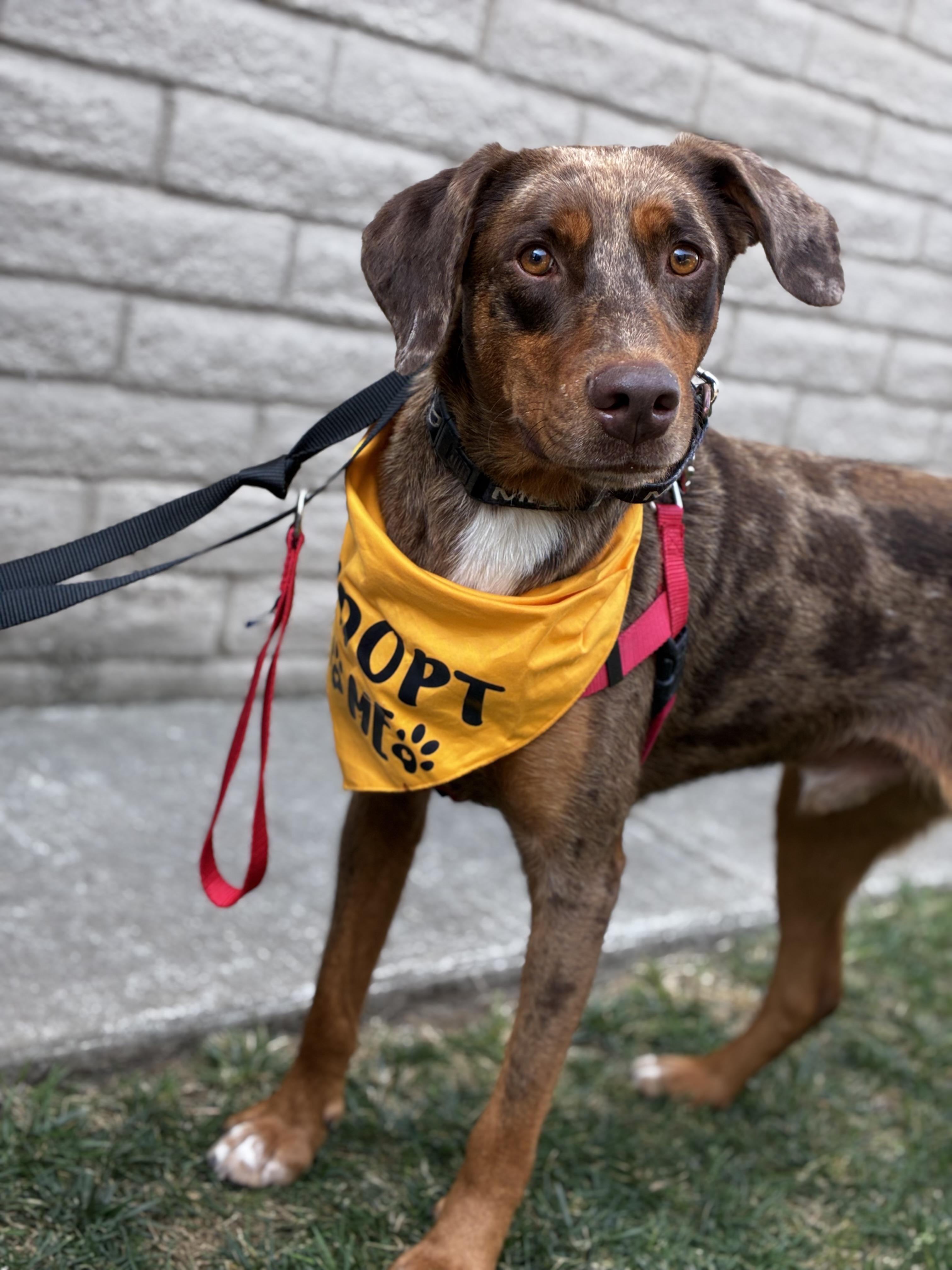 Enlarge Cowboy, a Adoptable Catahoula Leopard Dog in Lodi, CA image 2/6