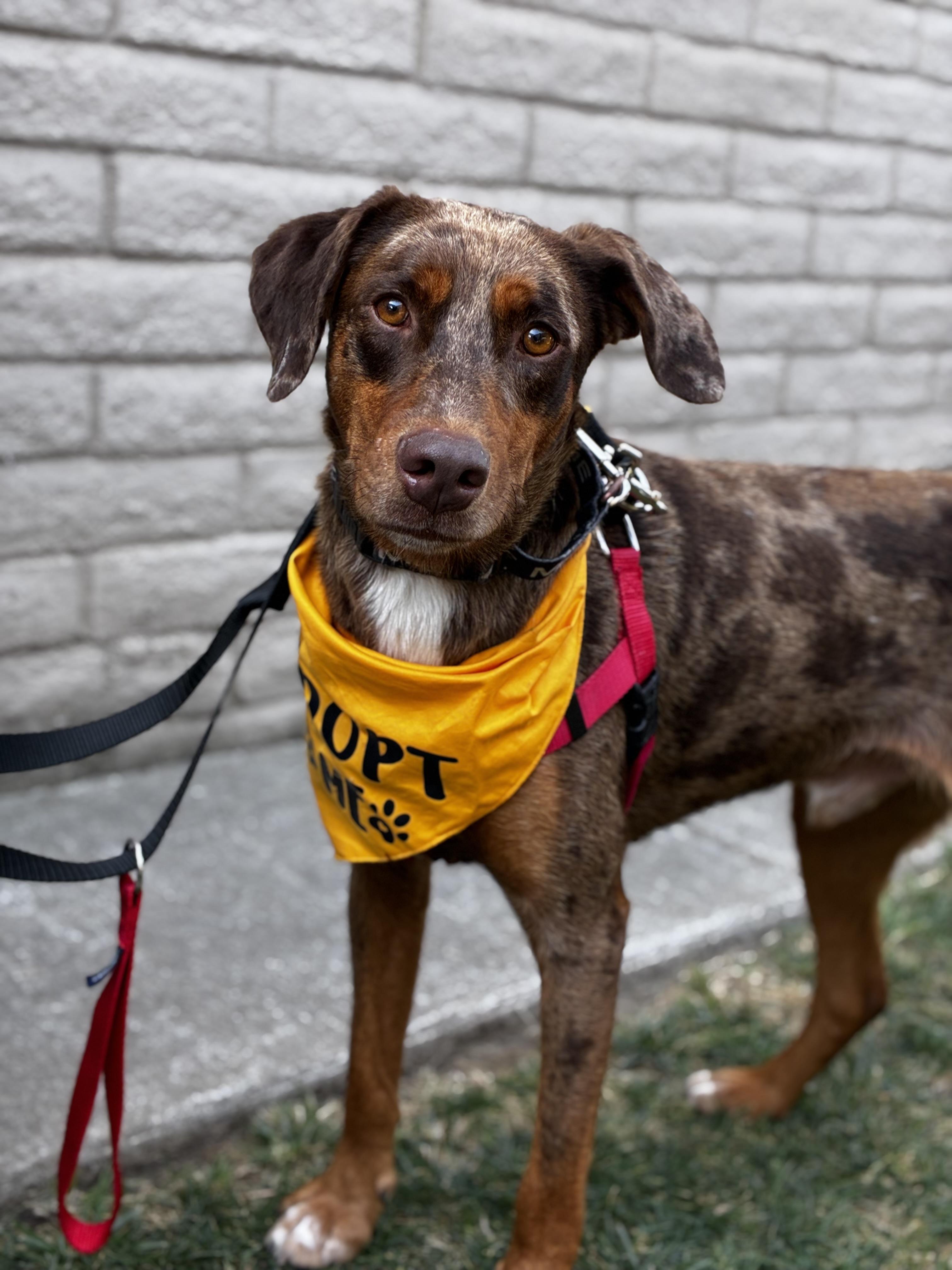 Enlarge Cowboy, a Adoptable Catahoula Leopard Dog in Lodi, CA image 1/6