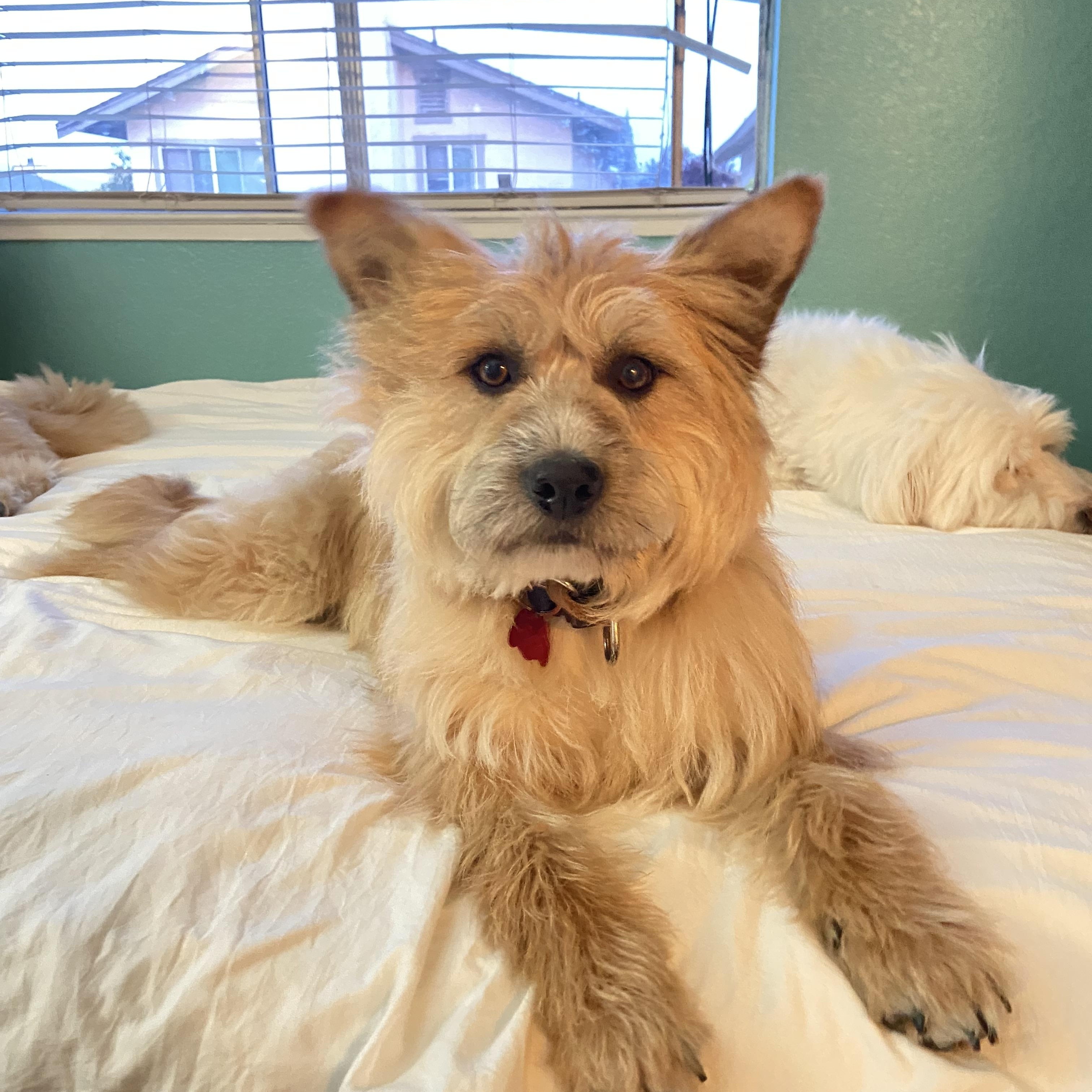 Somi, a ADOPTABLE mixed breed in San Jose, CA image 2/6