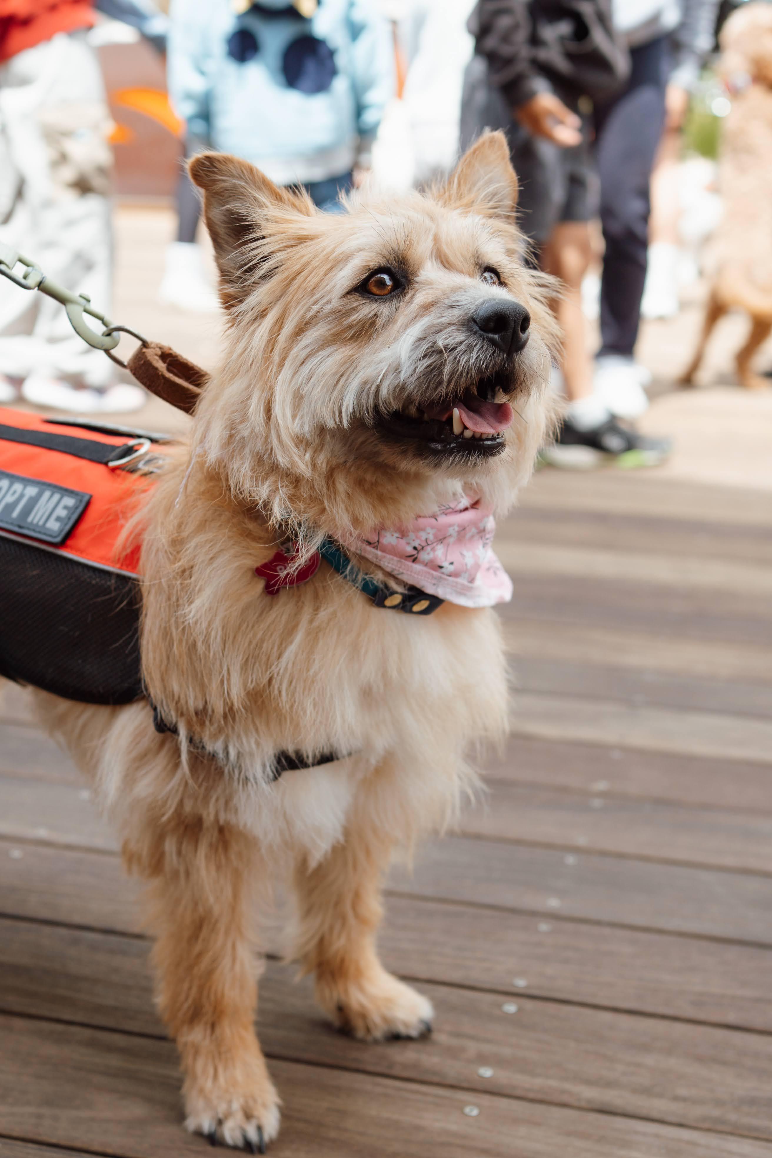 Somi, ADOPTABLE, Adult Female Terrier & Jindo.