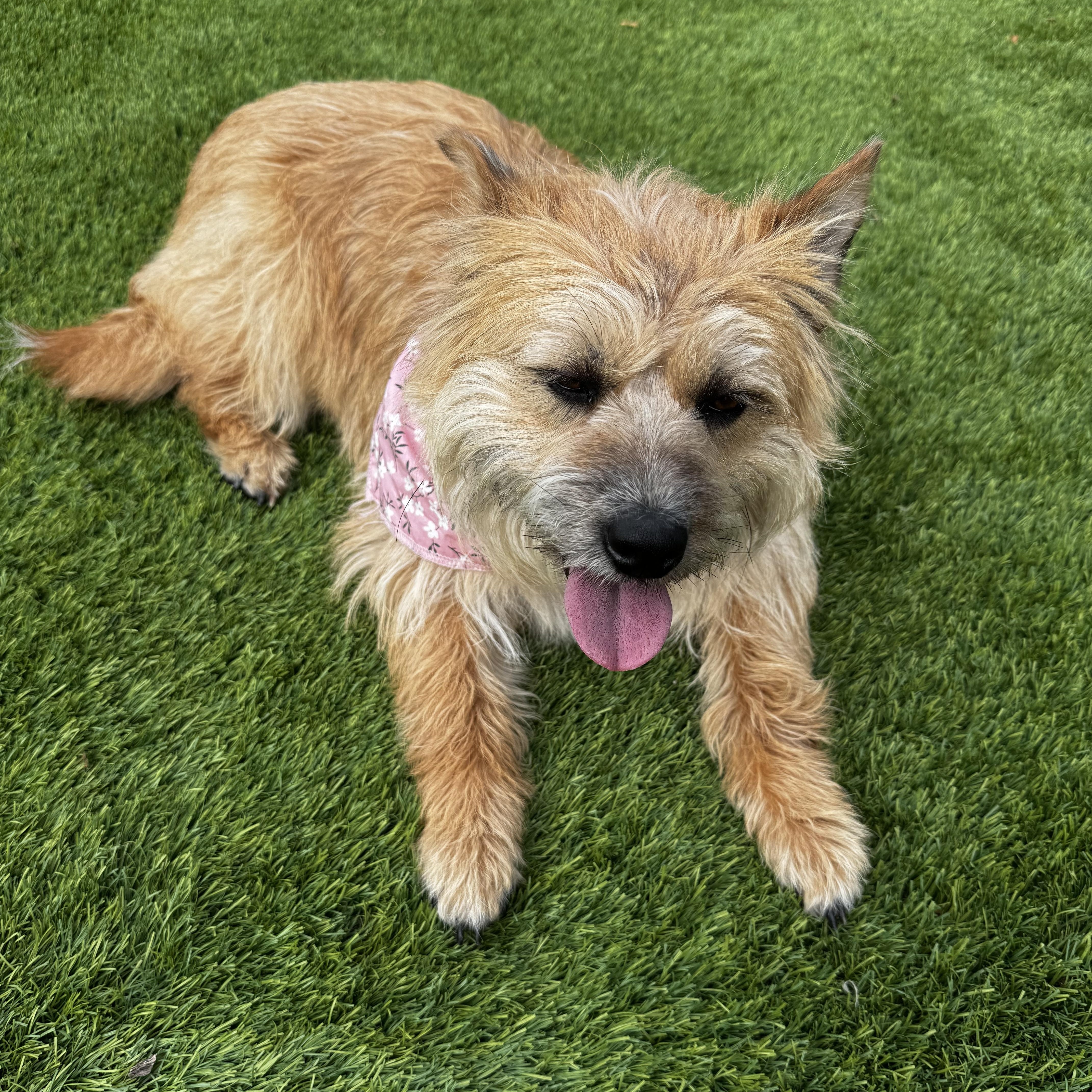 Somi, a ADOPTABLE mixed breed in San Jose, CA image 5/5