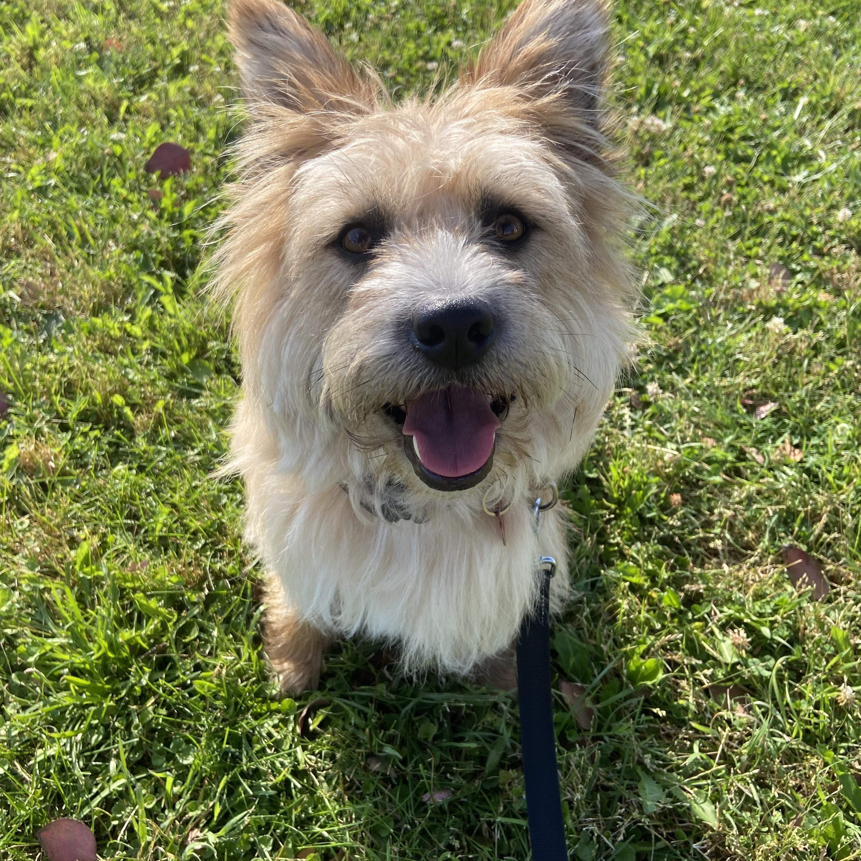 Somi, a ADOPTABLE mixed breed in San Jose, CA image 1/6