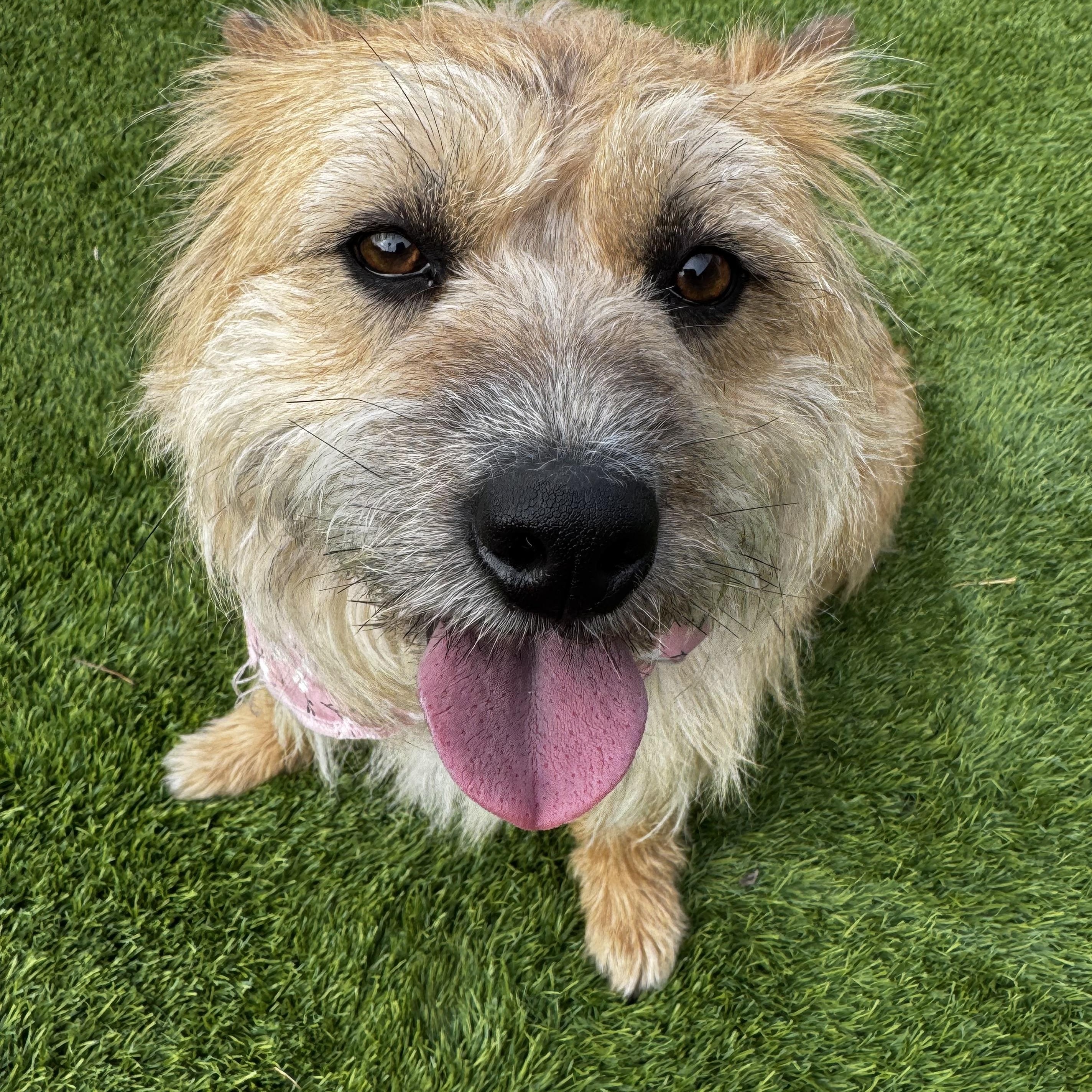 Somi, a ADOPTABLE mixed breed in San Jose, CA image 4/5