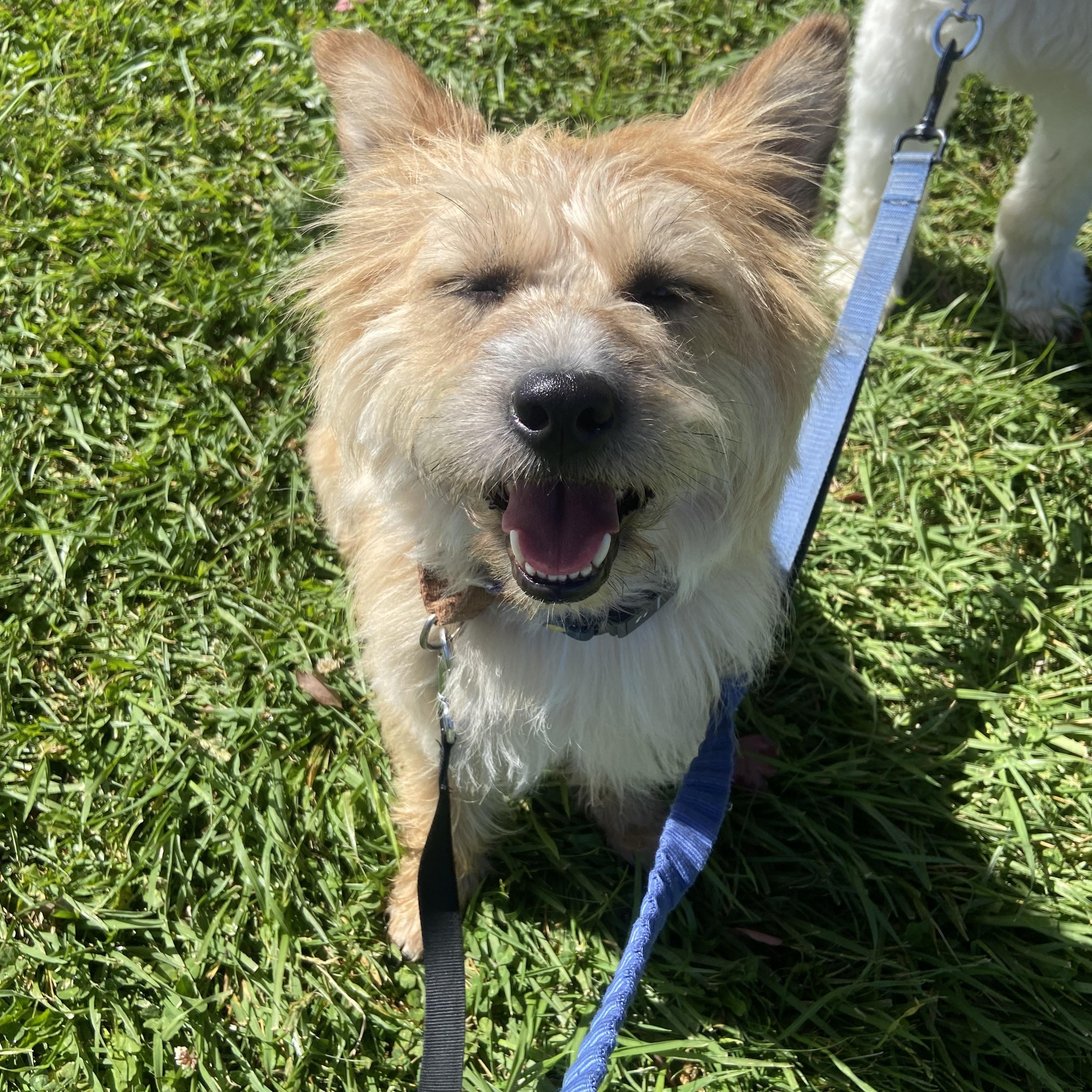 Somi, a ADOPTABLE mixed breed in San Jose, CA image 5/6