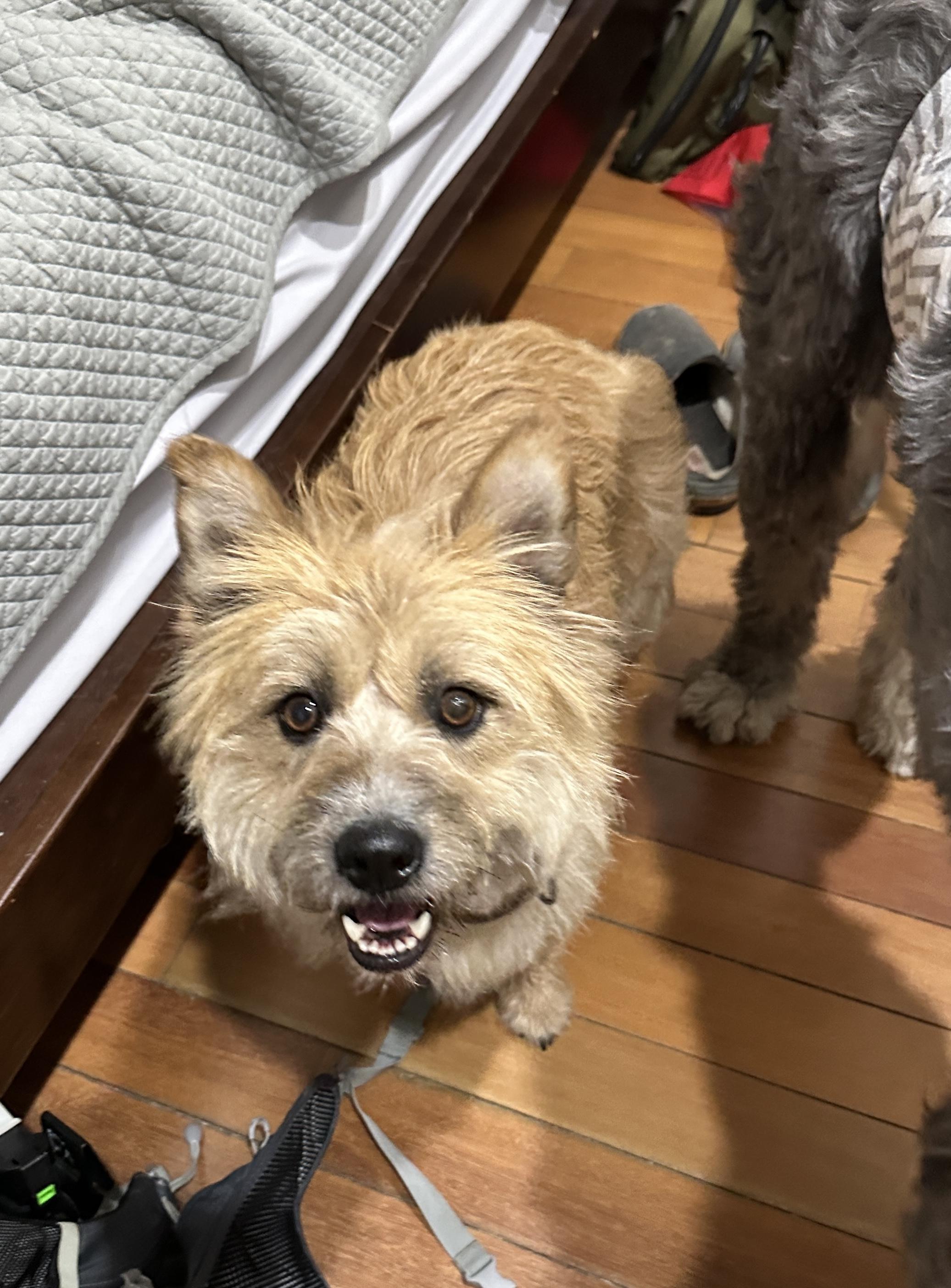 Somi, a ADOPTABLE mixed breed in San Jose, CA image 6/6