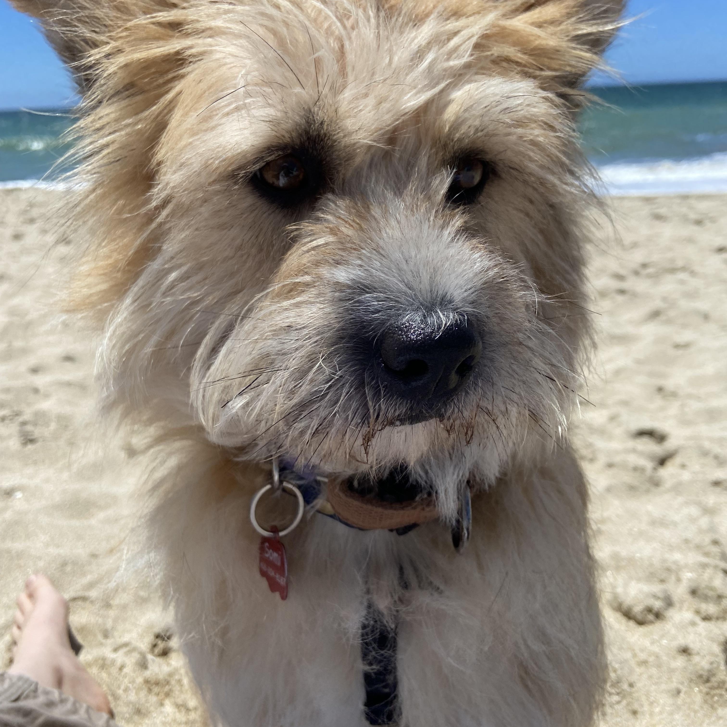 Somi, a ADOPTABLE mixed breed in San Jose, CA image 6/6