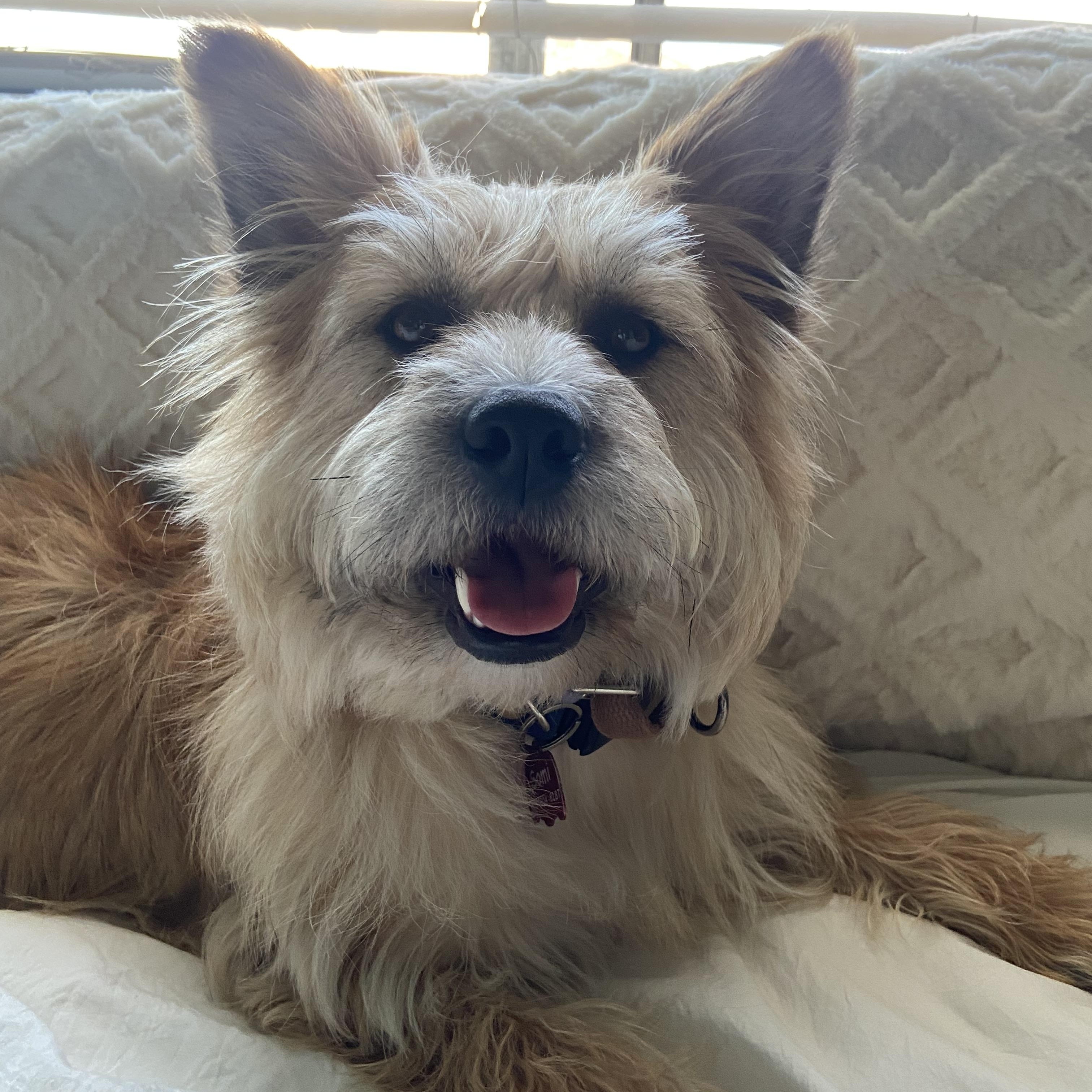 Somi, a ADOPTABLE mixed breed in San Jose, CA image 3/6