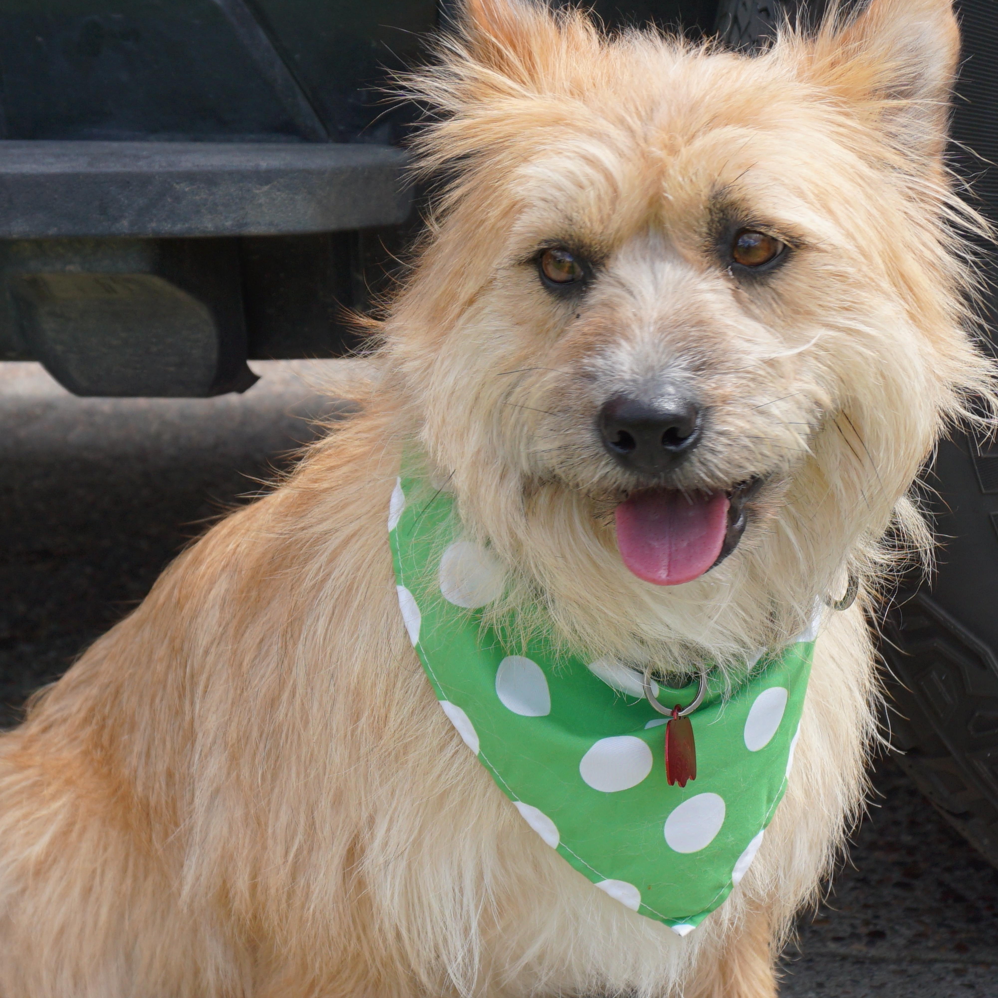 Somi, a ADOPTABLE mixed breed in San Jose, CA image 3/5