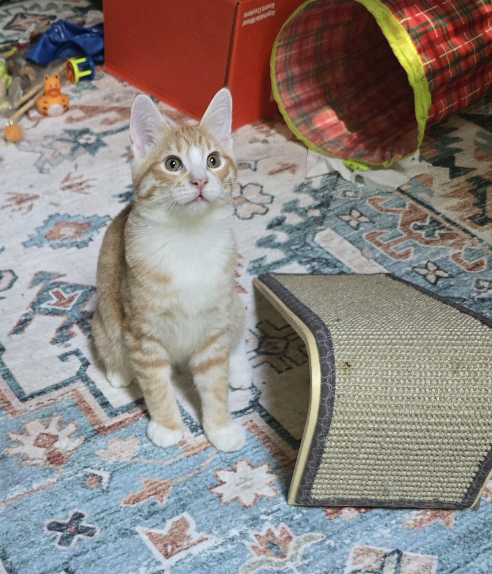 Enlarge Lee, an adoptable mixed breed in River Falls, WI image 4/5