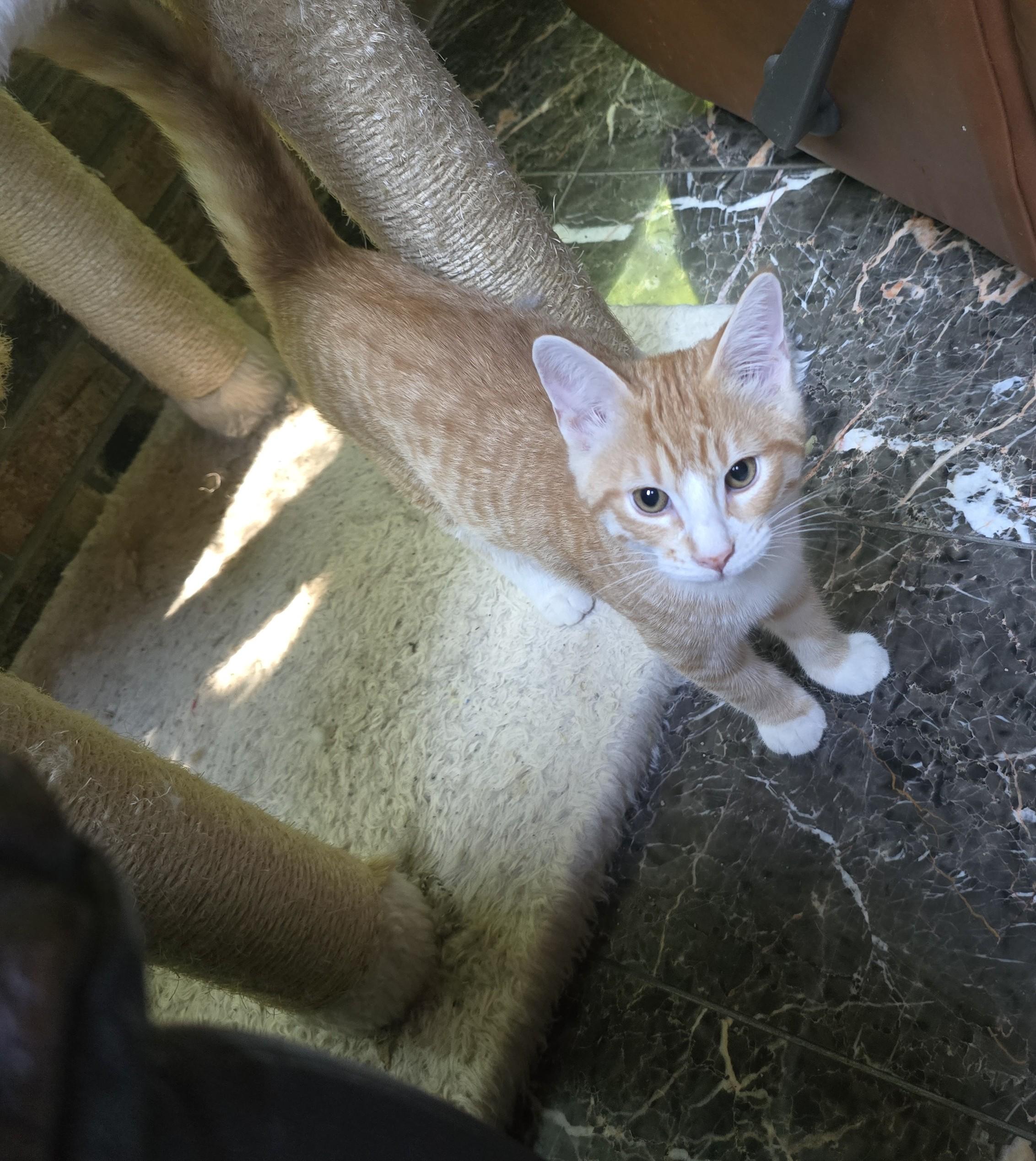 Enlarge Lee, an adoptable mixed breed in River Falls, WI image 5/5