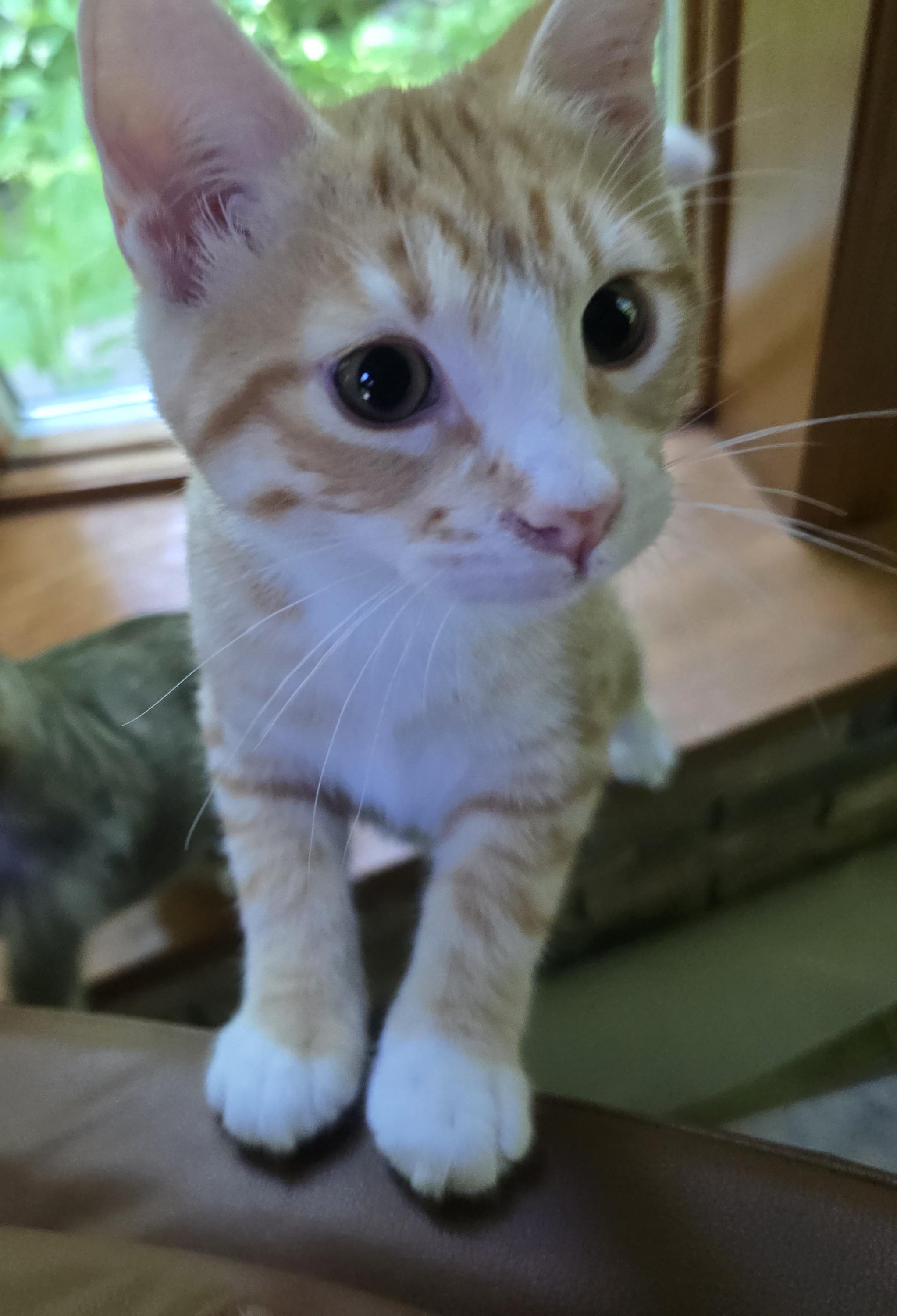 Enlarge Lee, an adoptable mixed breed in River Falls, WI image 3/5
