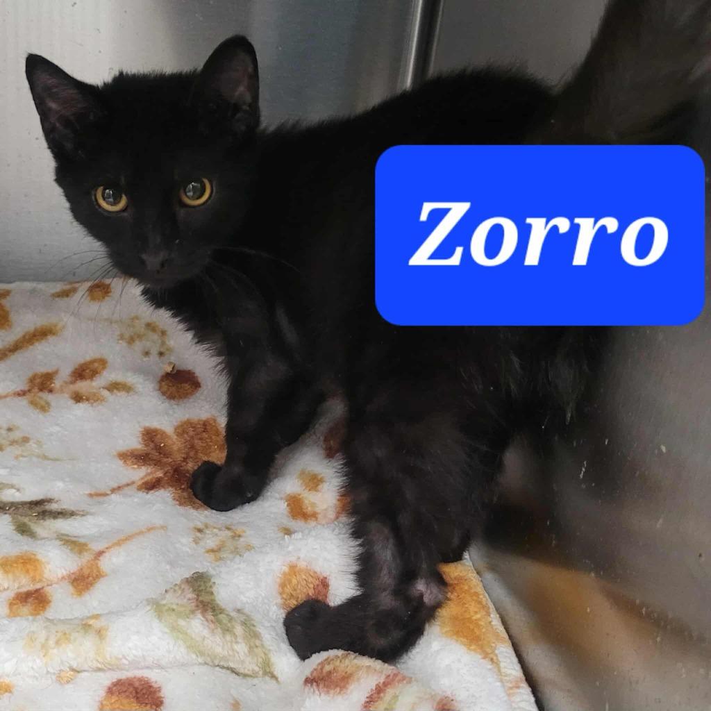 Zorro, Adoptable, Young Male Domestic Short Hair.