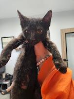 Zorro, a Adoptable mixed breed in Republic, MO image 1/3