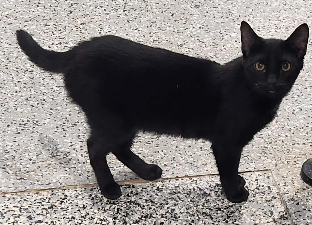 Zorro, a Adoptable mixed breed in Republic, MO image 3/3