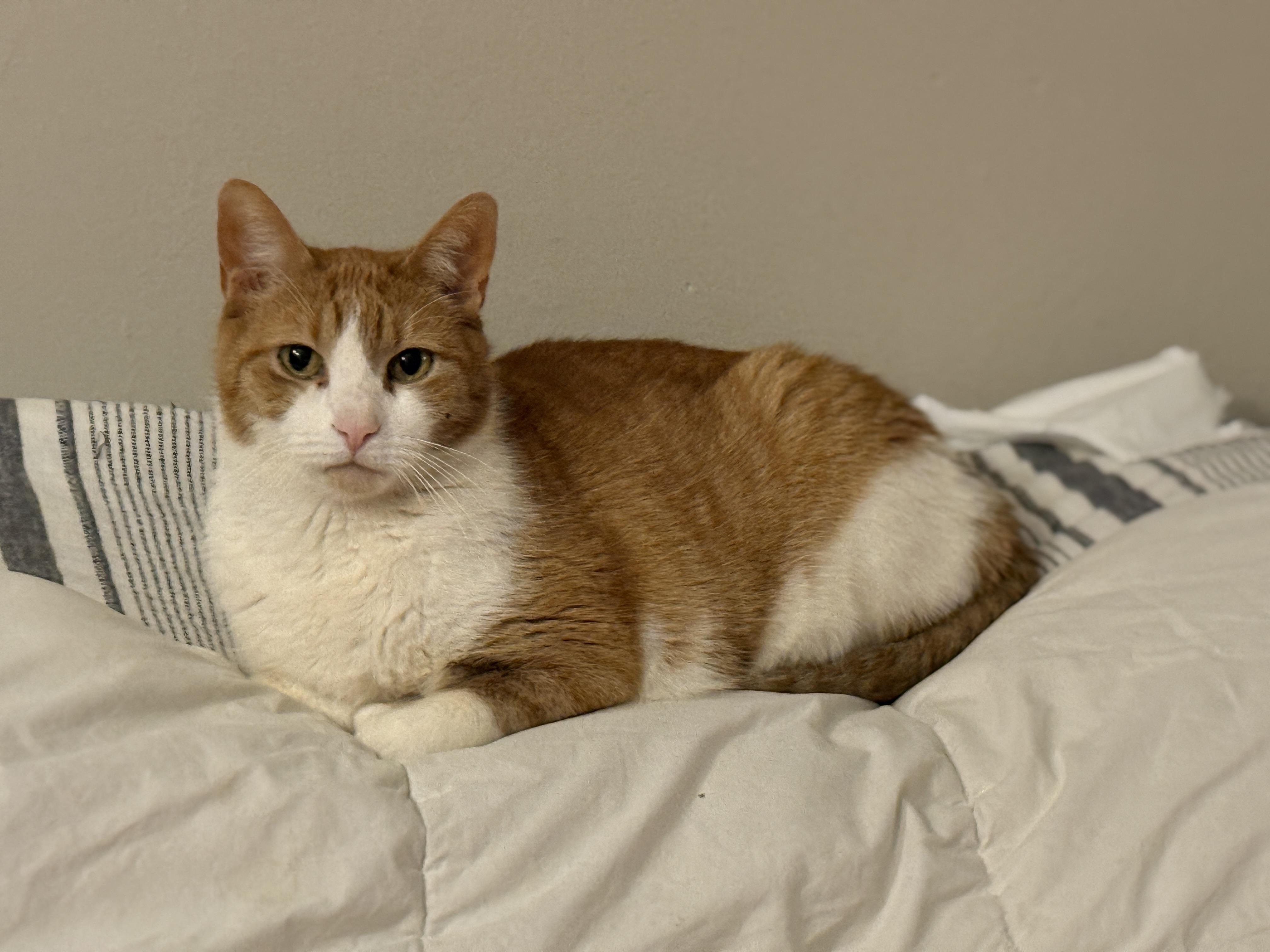 Nanashi, a Adoptable Domestic Short Hair in Philadelphia, PA image 1/4