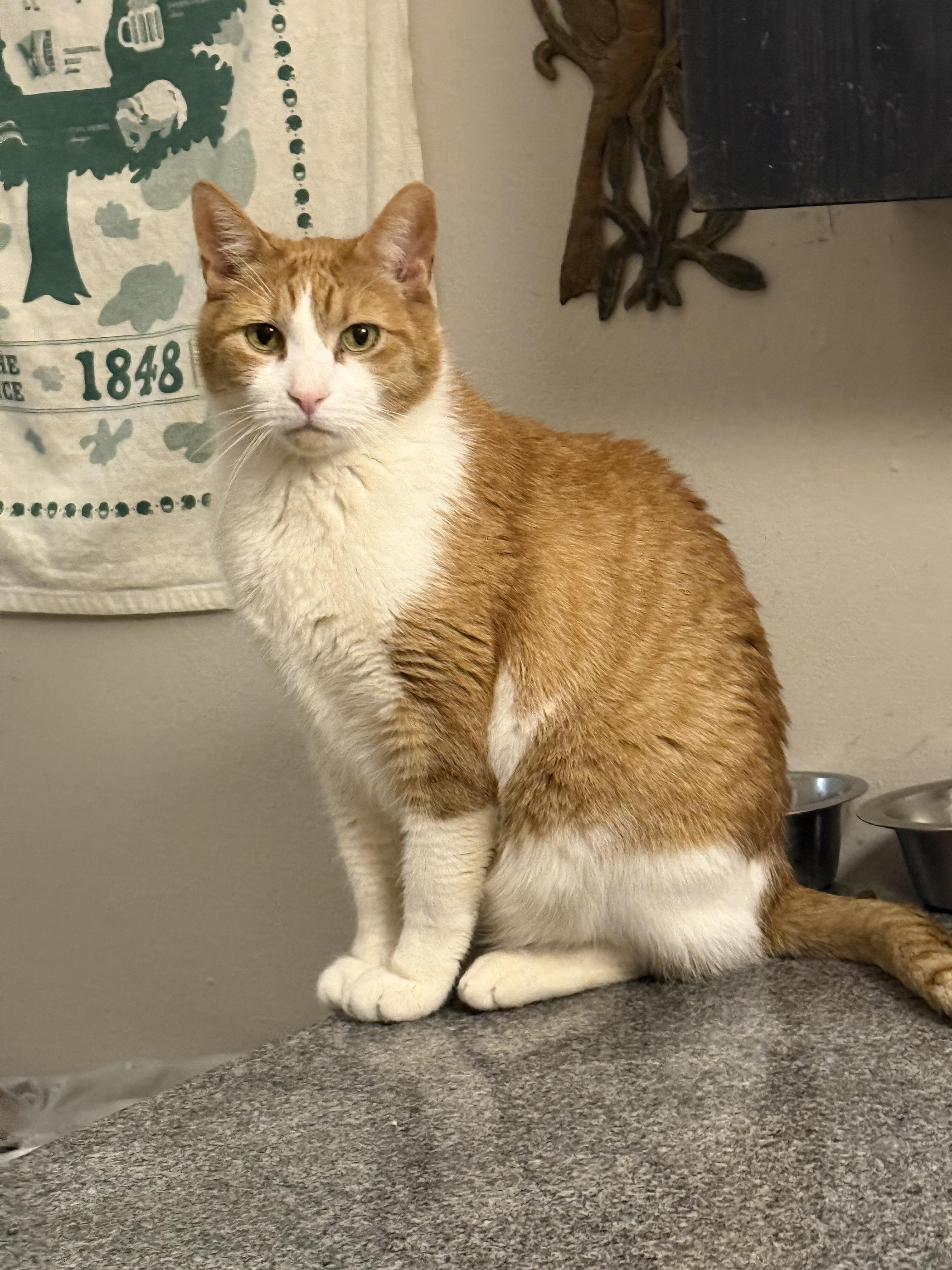 Nanashi, a Adoptable Domestic Short Hair in Philadelphia, PA image 3/4