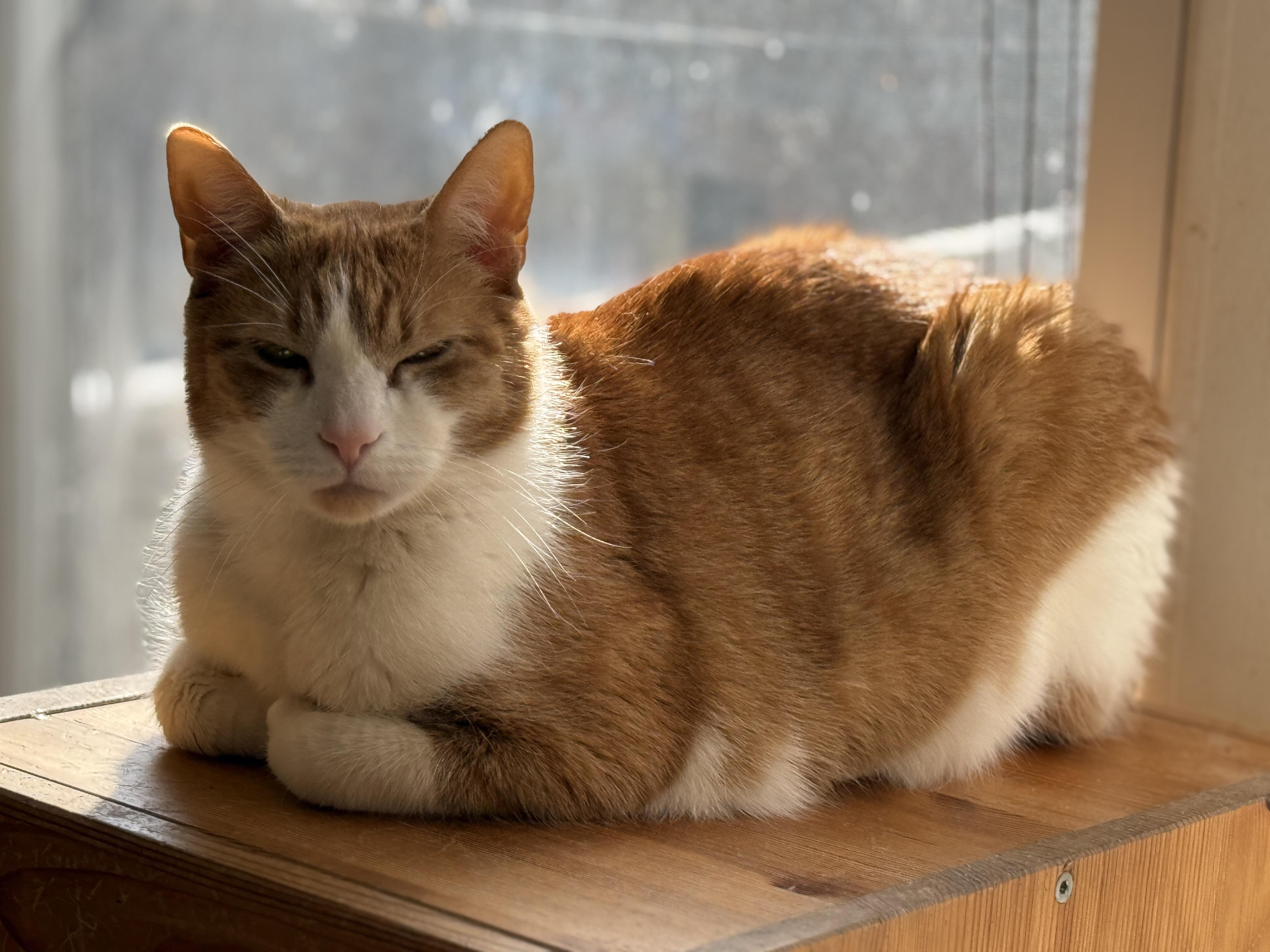 Nanashi, a Adoptable Domestic Short Hair in Philadelphia, PA image 4/4