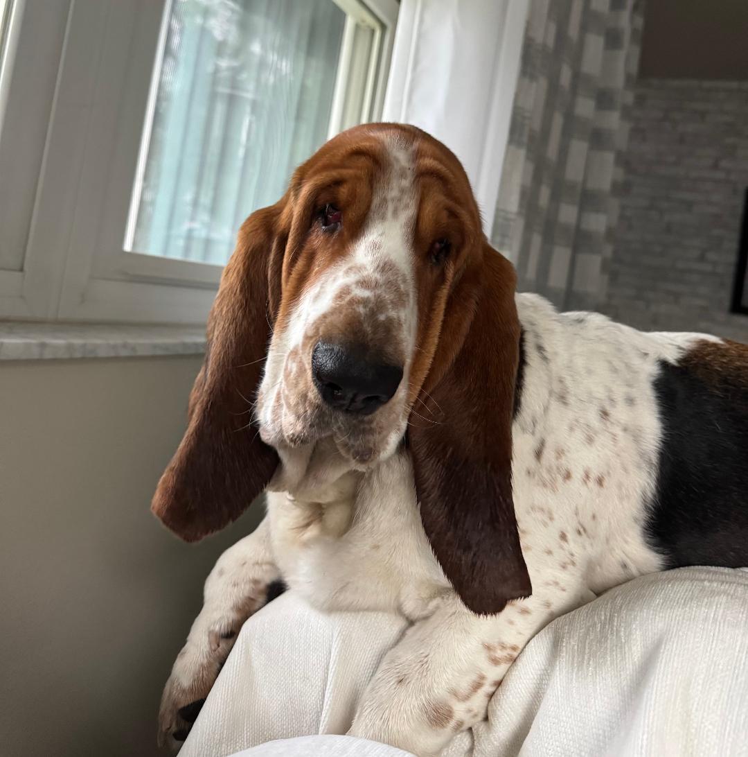 Enlarge Hank and Dolly, a ADOPTABLE Basset Hound in Auburndale, FL image 3/4