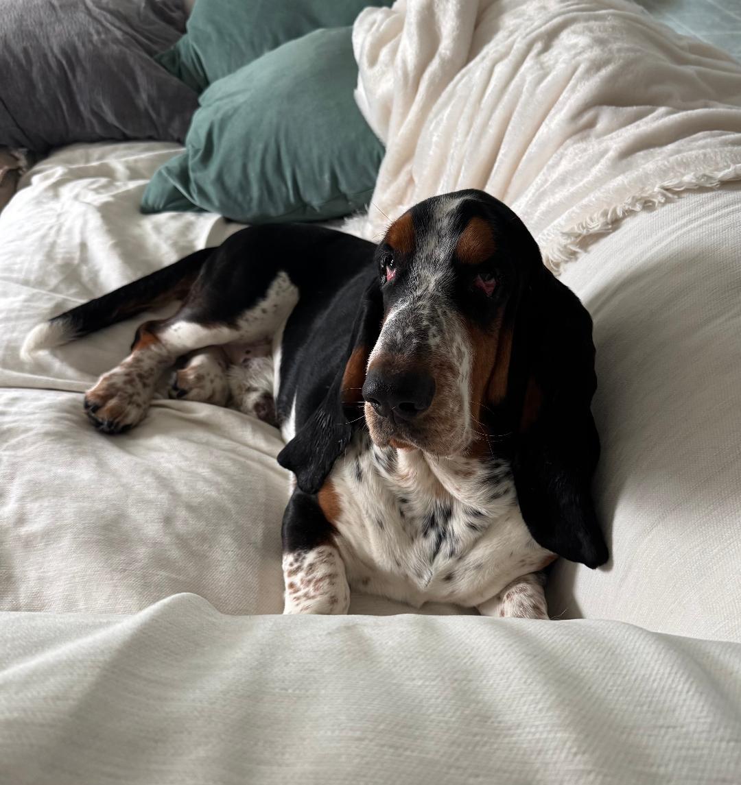 Enlarge Hank and Dolly, a ADOPTABLE Basset Hound in Auburndale, FL image 2/4