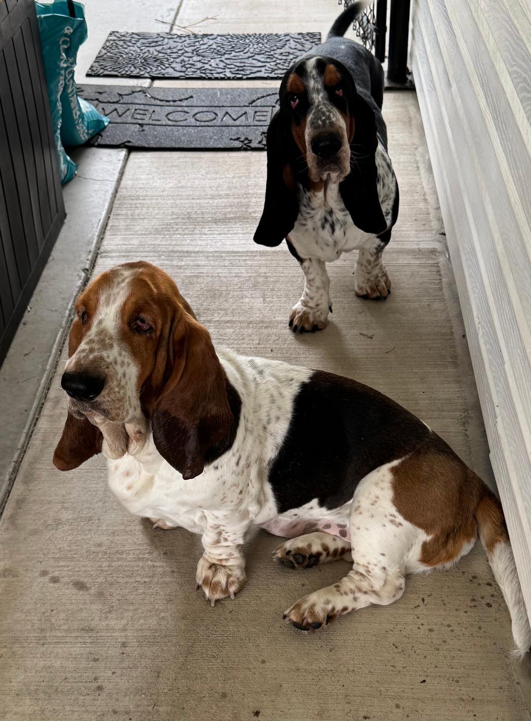 Enlarge Hank and Dolly, a ADOPTABLE Basset Hound in Auburndale, FL image 4/4