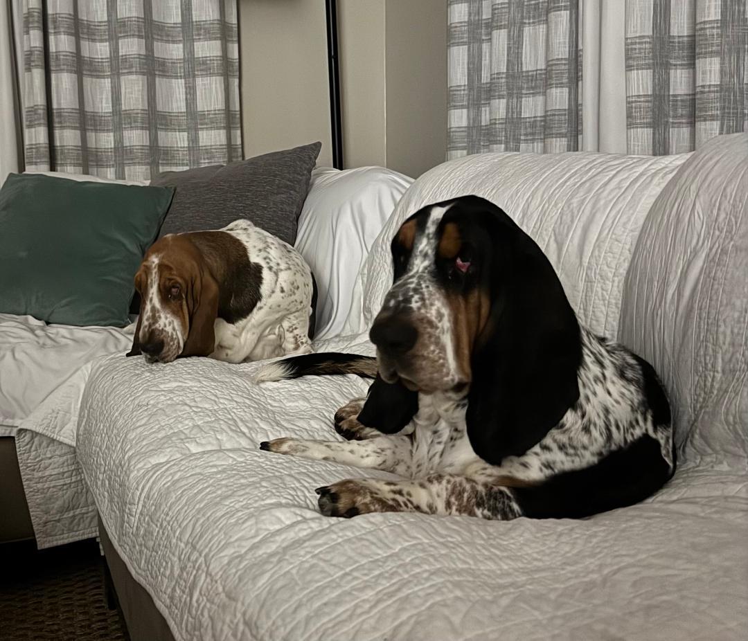 Hank and Dolly, ADOPTABLE, Young Male Basset Hound.