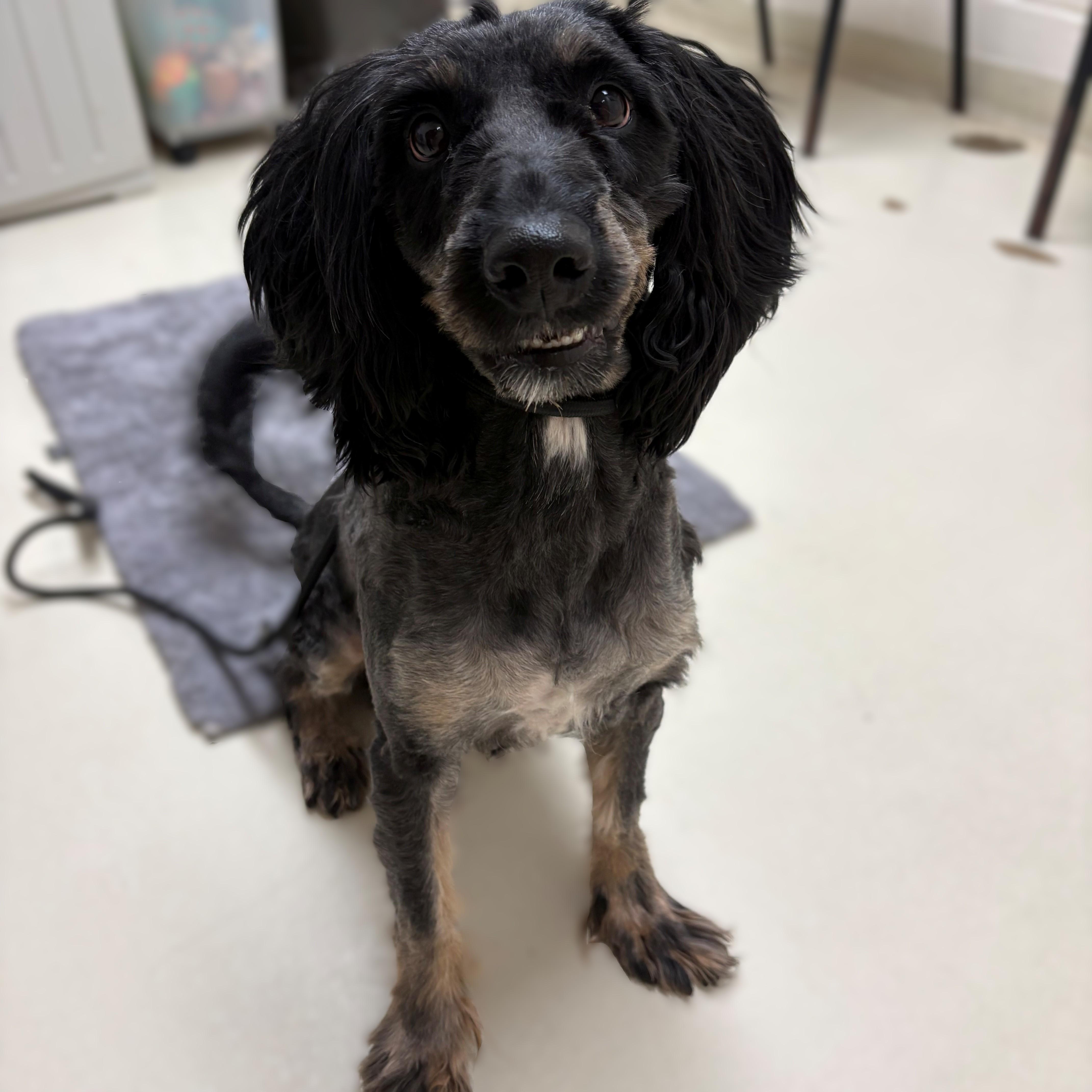 Enlarge Bear- #50386, a ADOPTABLE mixed breed in Columbia, MD image 2/3