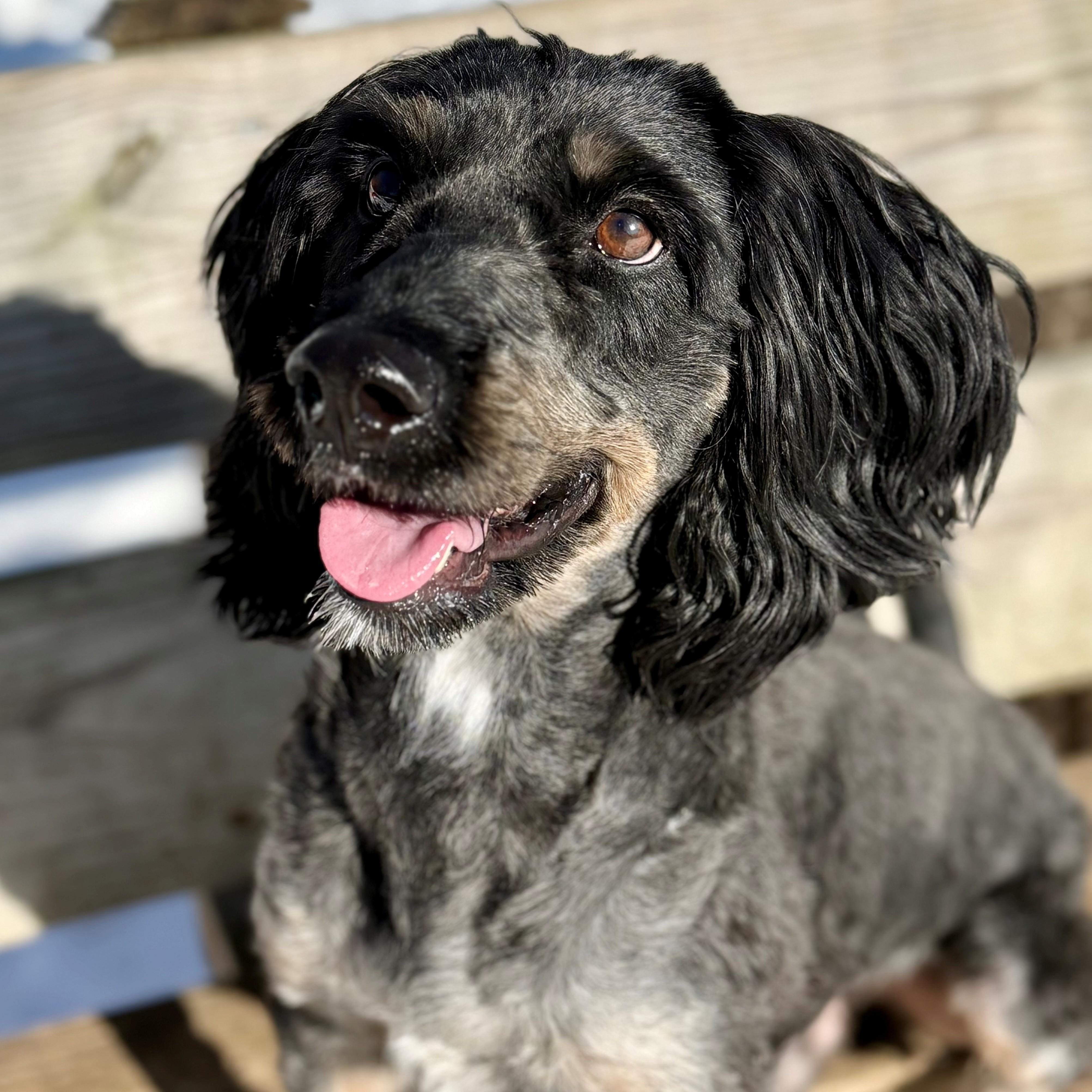 Bear- #50386, ADOPTABLE, Adult Male Australian Shepherd & Poodle.