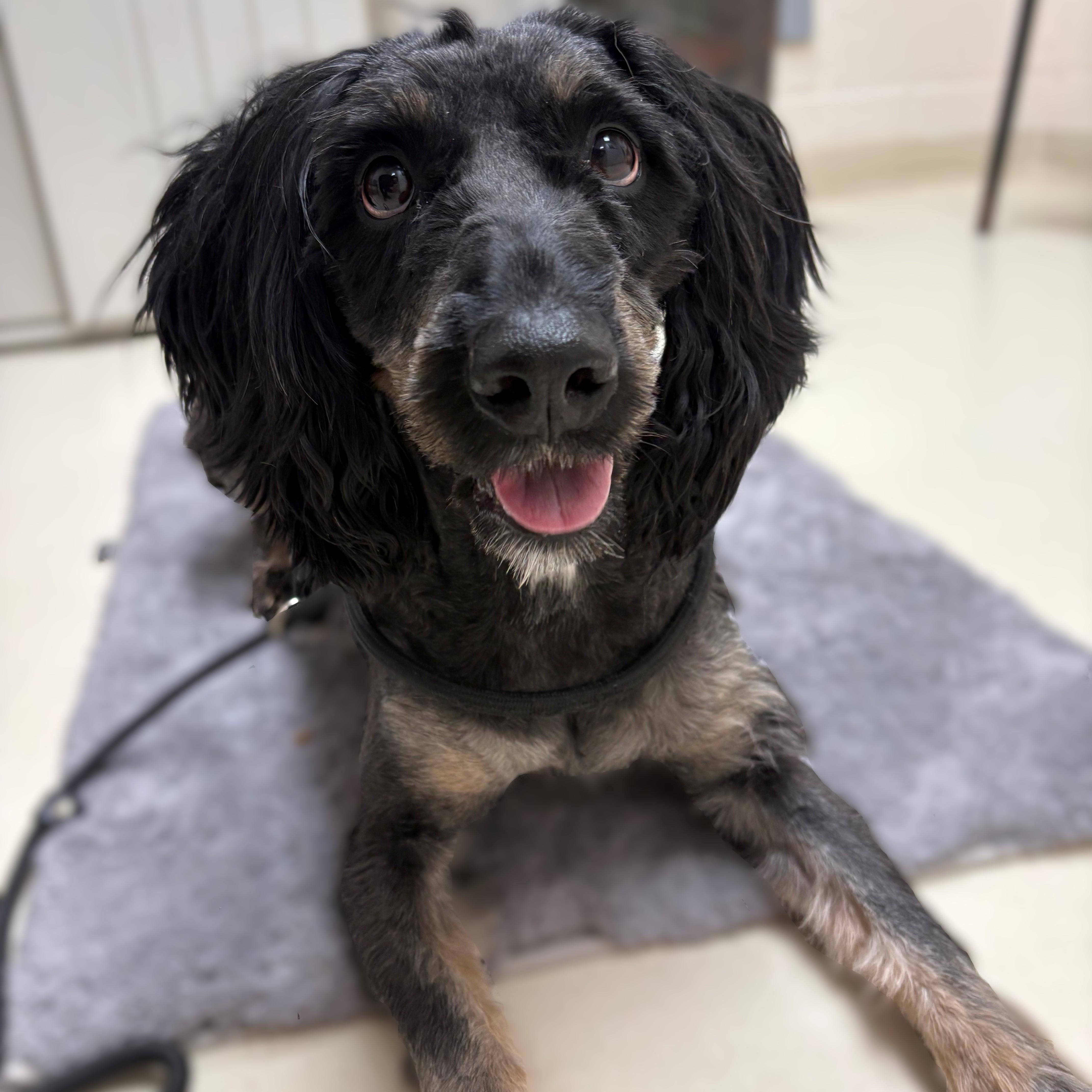 Bear- #50386, ADOPTABLE, Adult Male Australian Shepherd & Poodle.