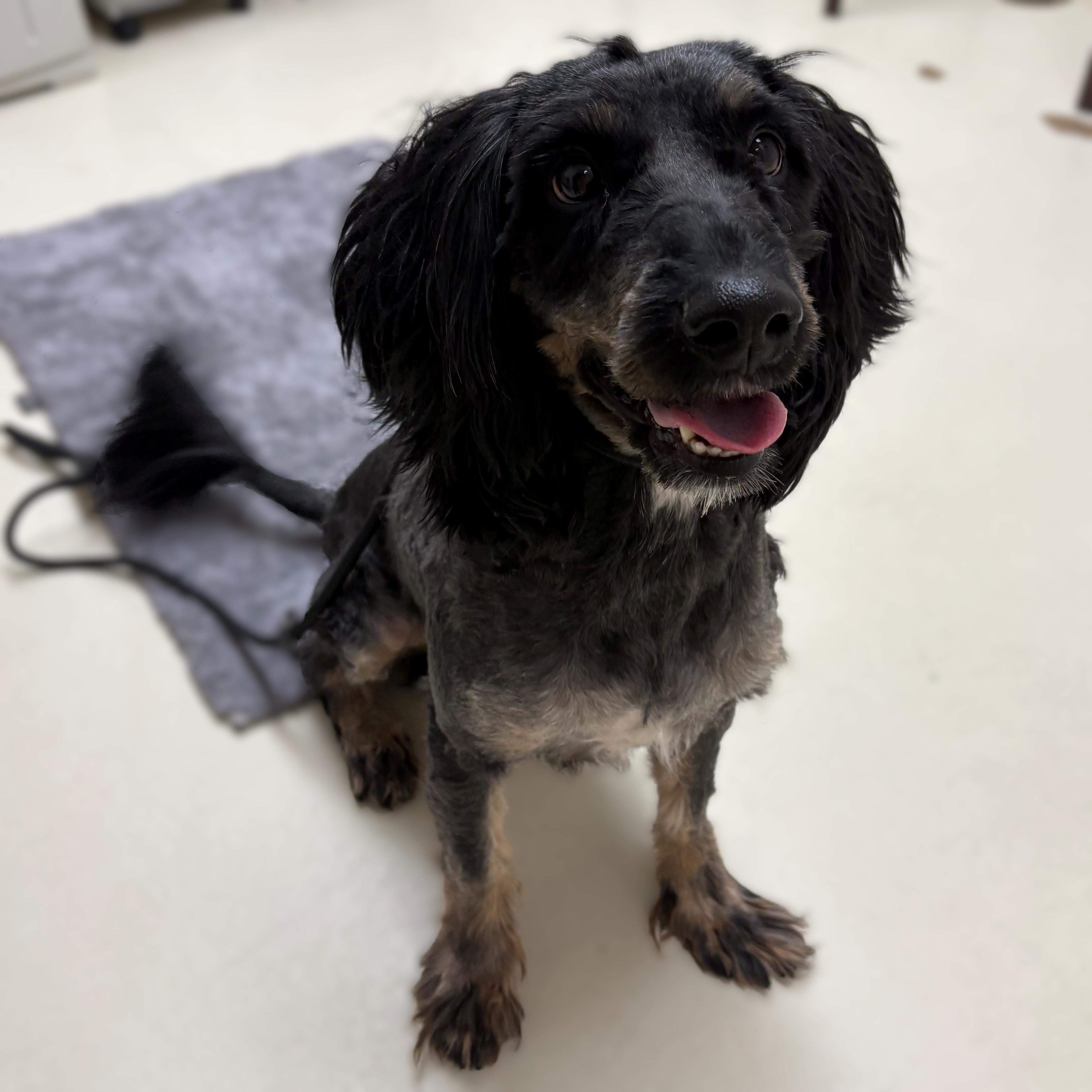 Enlarge Bear- #50386, a ADOPTABLE mixed breed in Columbia, MD image 3/3