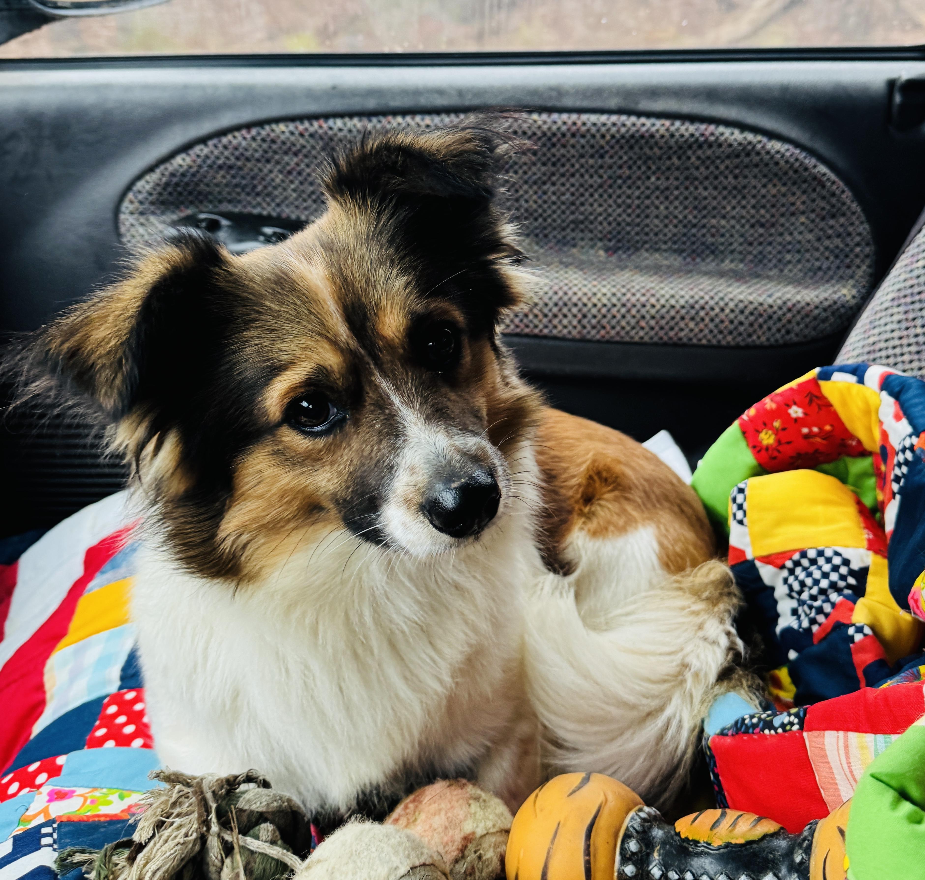 Clifford, Adoptable, Adult Male Shetland Sheepdog / Sheltie.
