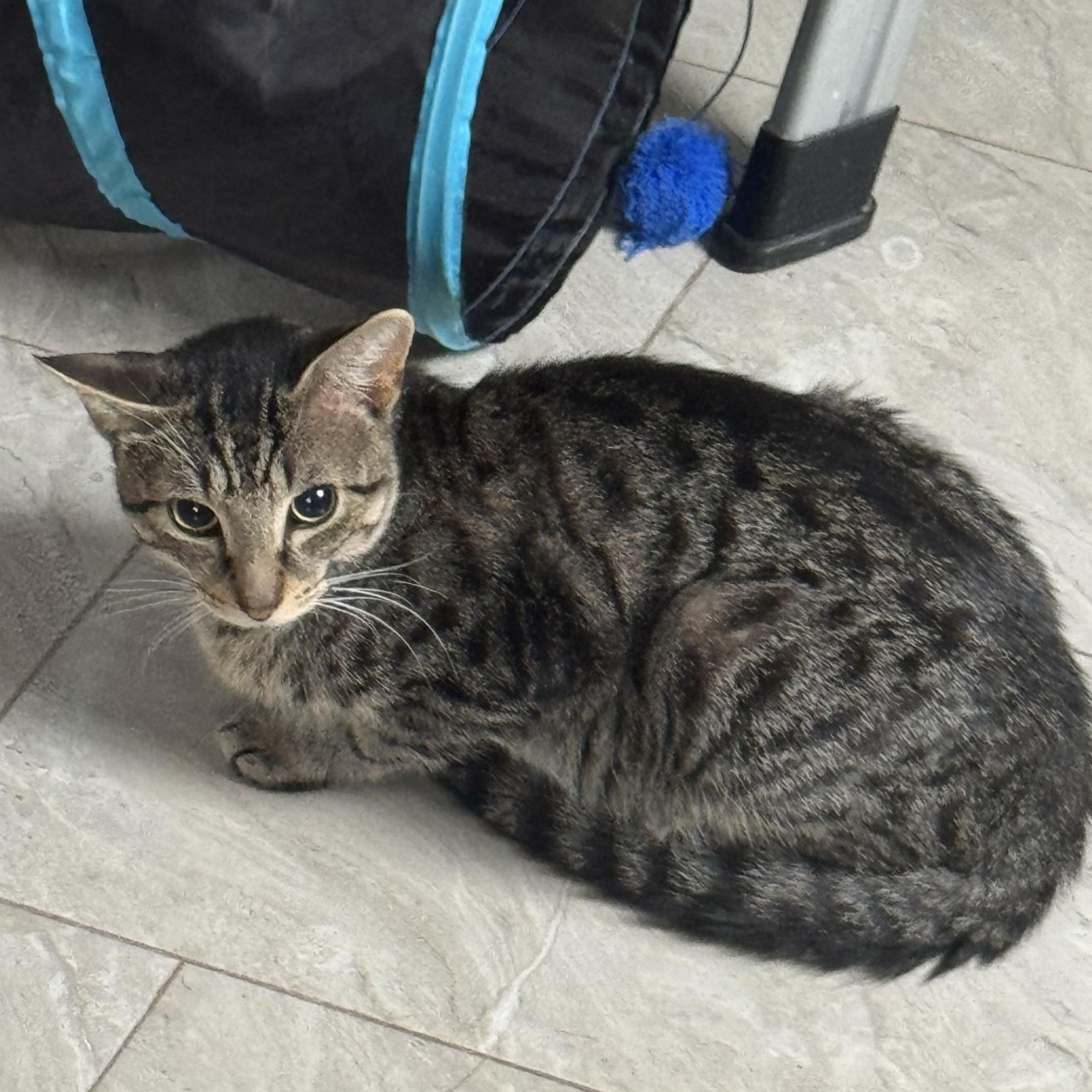 Bencho - Blind kitten