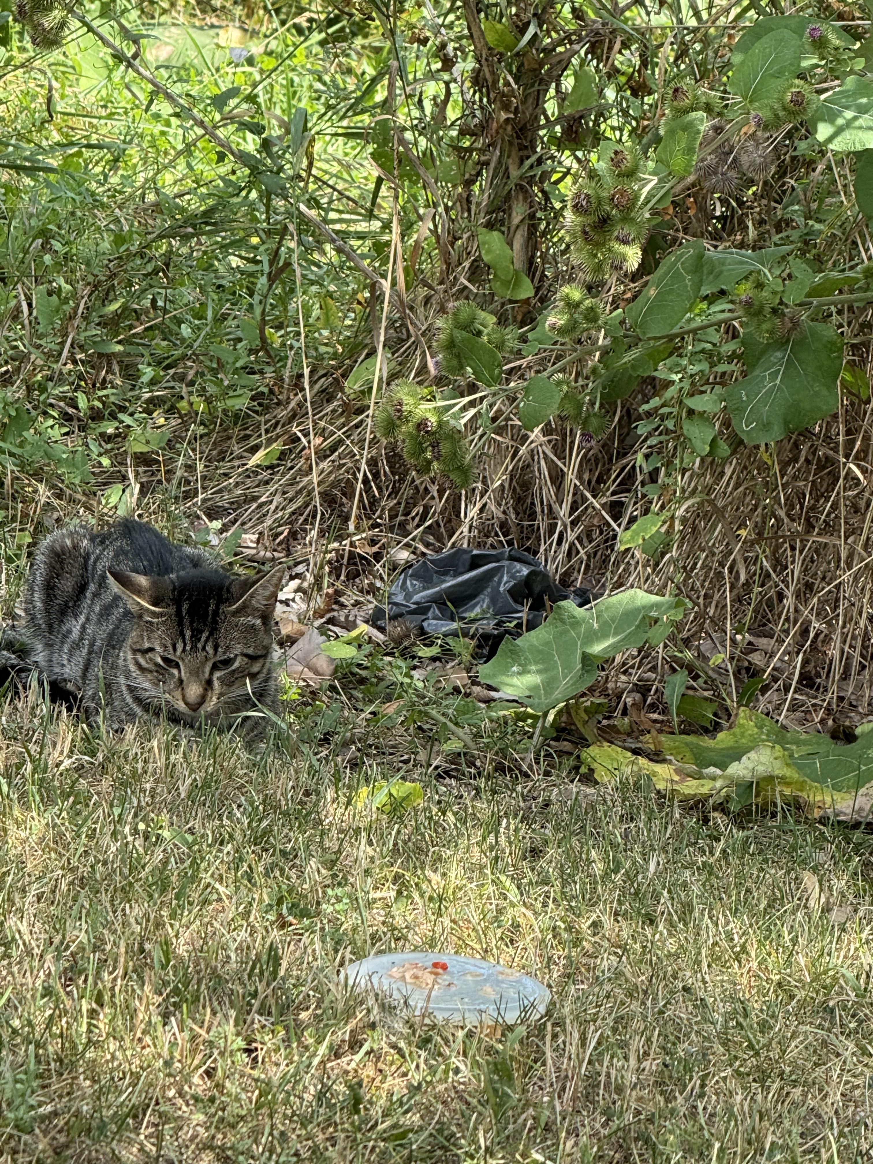 Bencho - Blind kitten