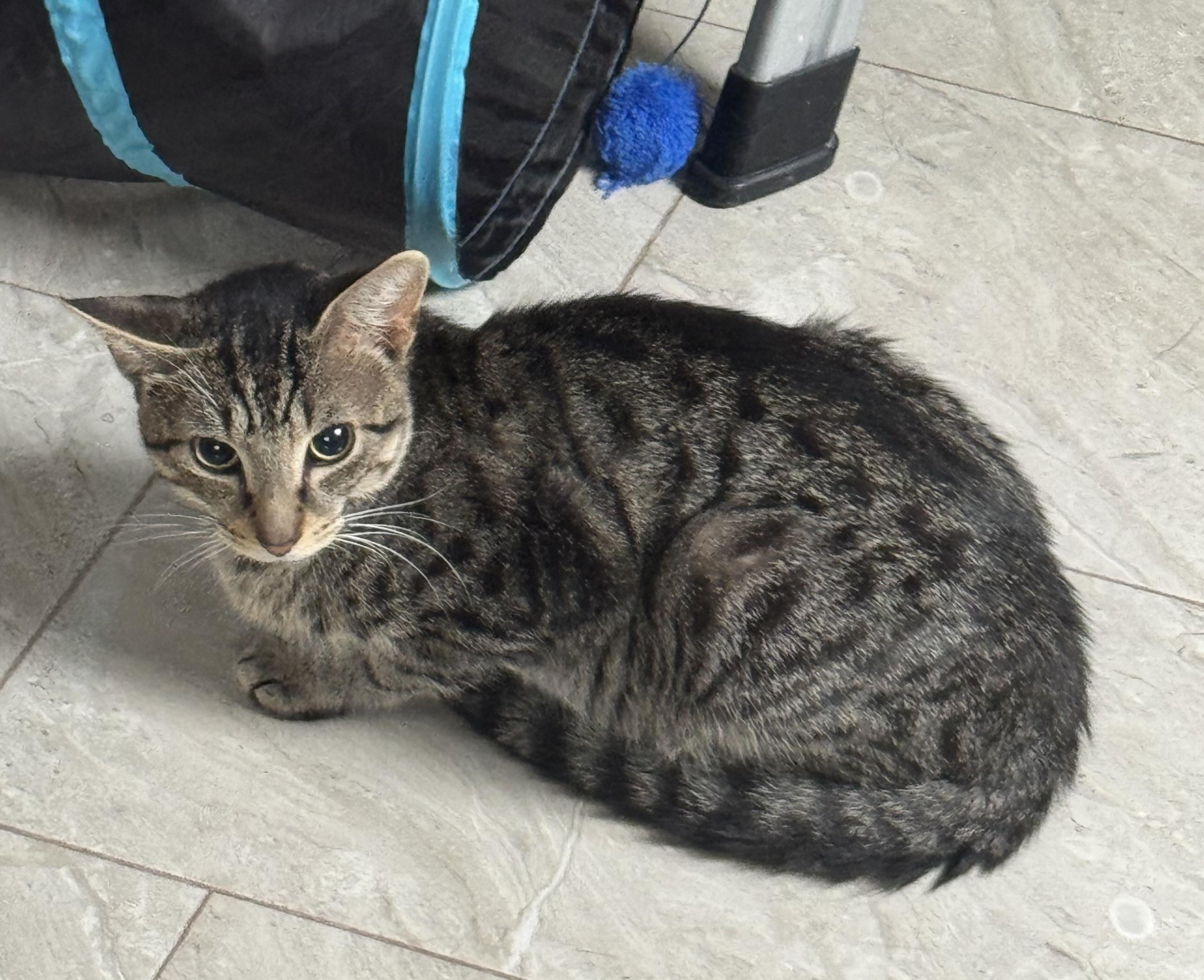 Bencho - Blind kitten