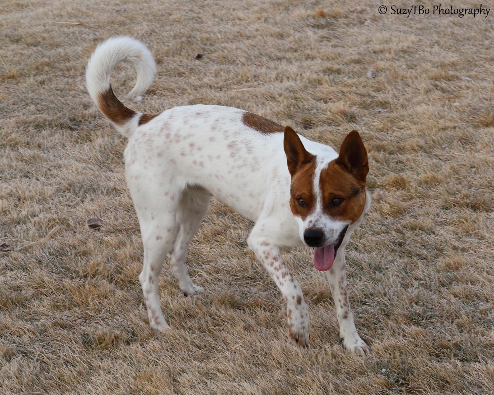 Enlarge Miller , a ADOPTABLE Australian Cattle Dog / Blue Heeler in Montrose, CO image 3/3