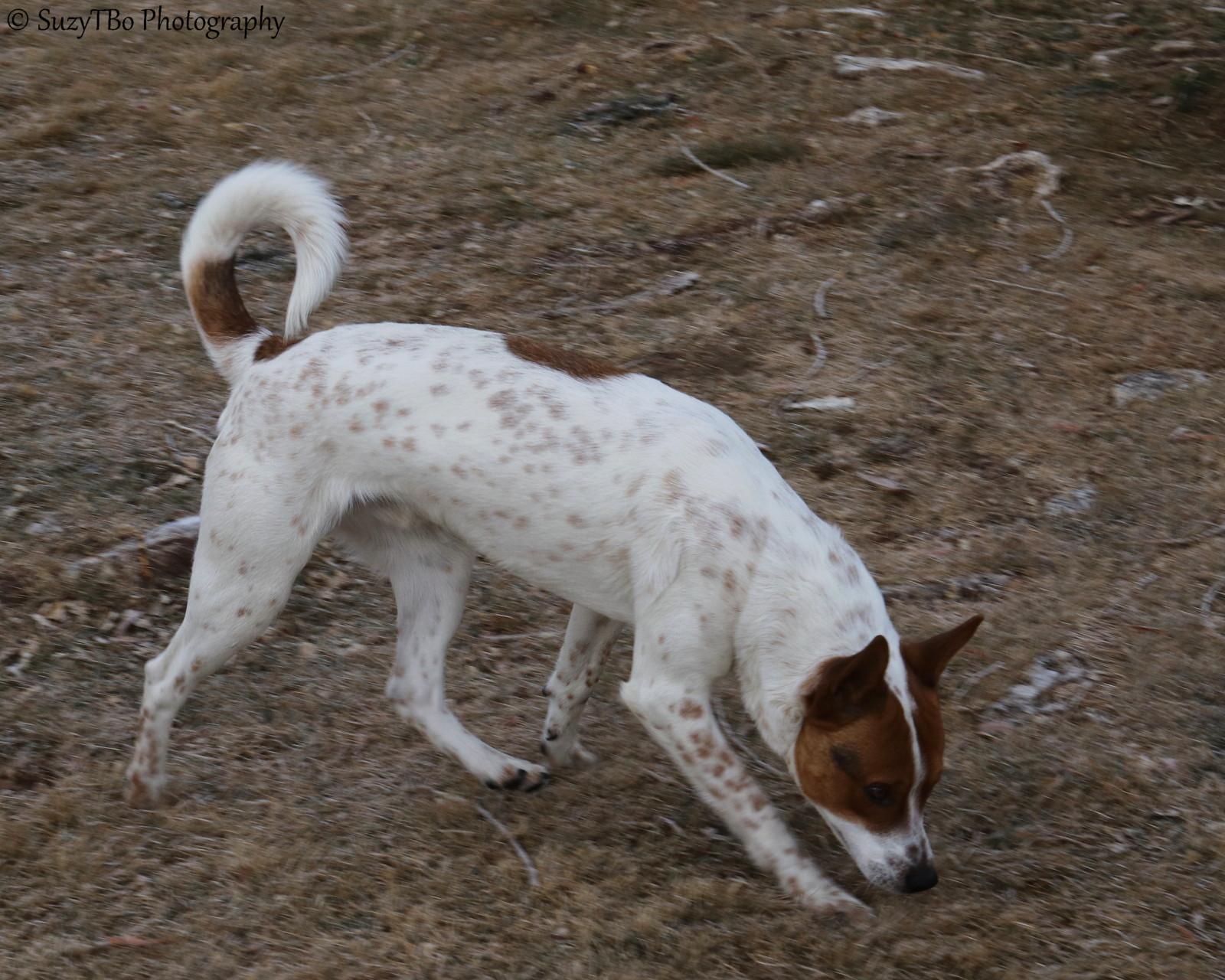 Enlarge Miller , a ADOPTABLE Australian Cattle Dog / Blue Heeler in Montrose, CO image 1/3