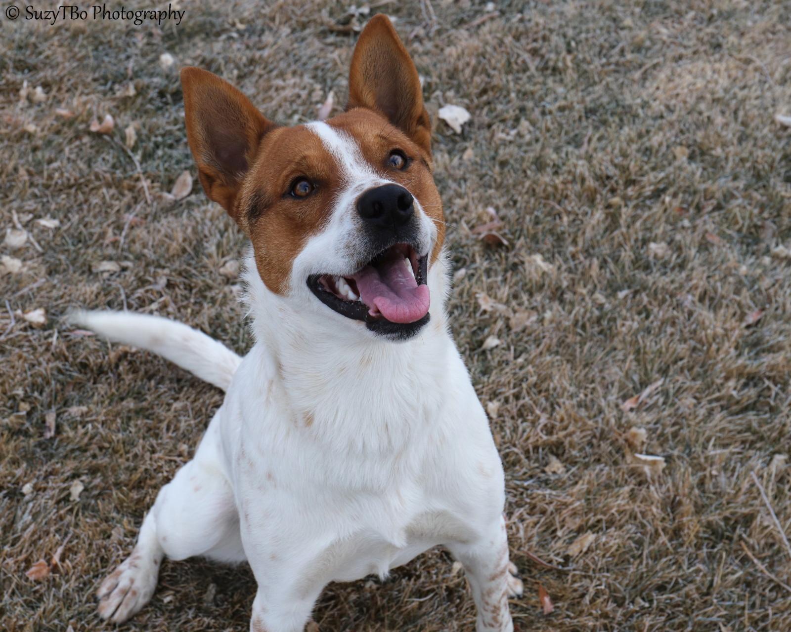 Enlarge Miller , a ADOPTABLE Australian Cattle Dog / Blue Heeler in Montrose, CO image 2/3
