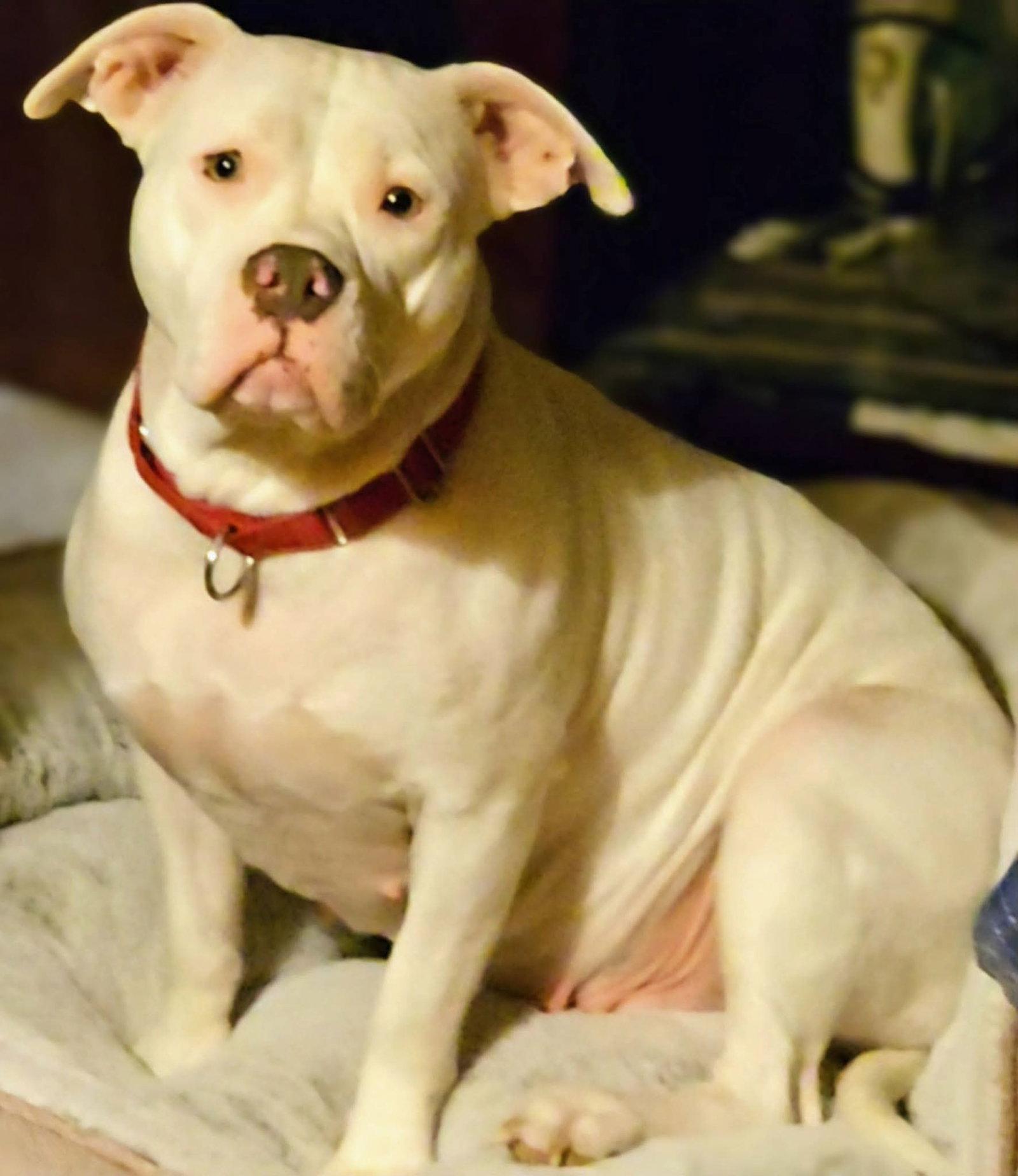 Baby, Adopted, Young Female Pit Bull Terrier.