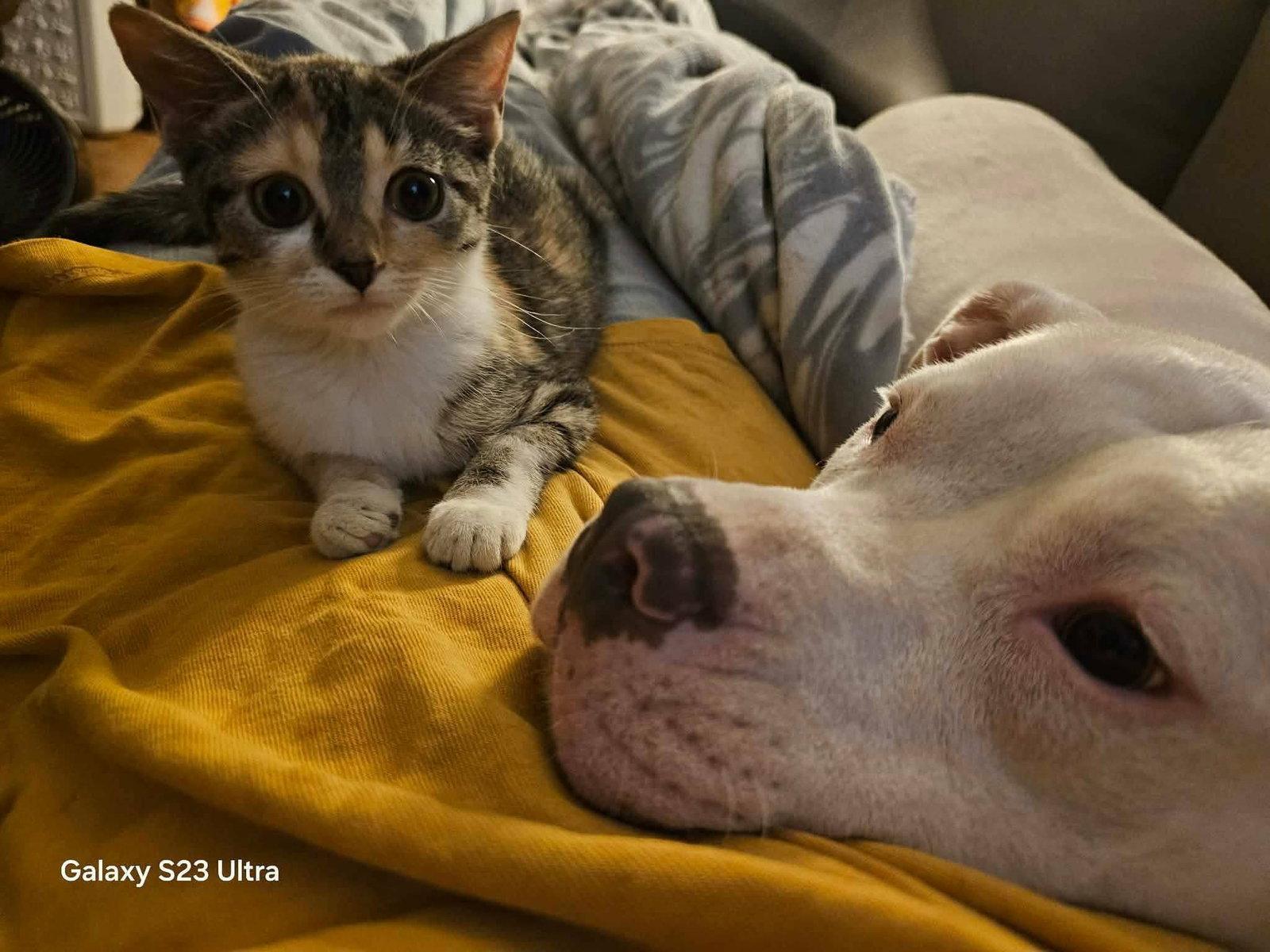 Enlarge Baby, a Adopted Pit Bull Terrier in Mint Hill, NC image 2/3