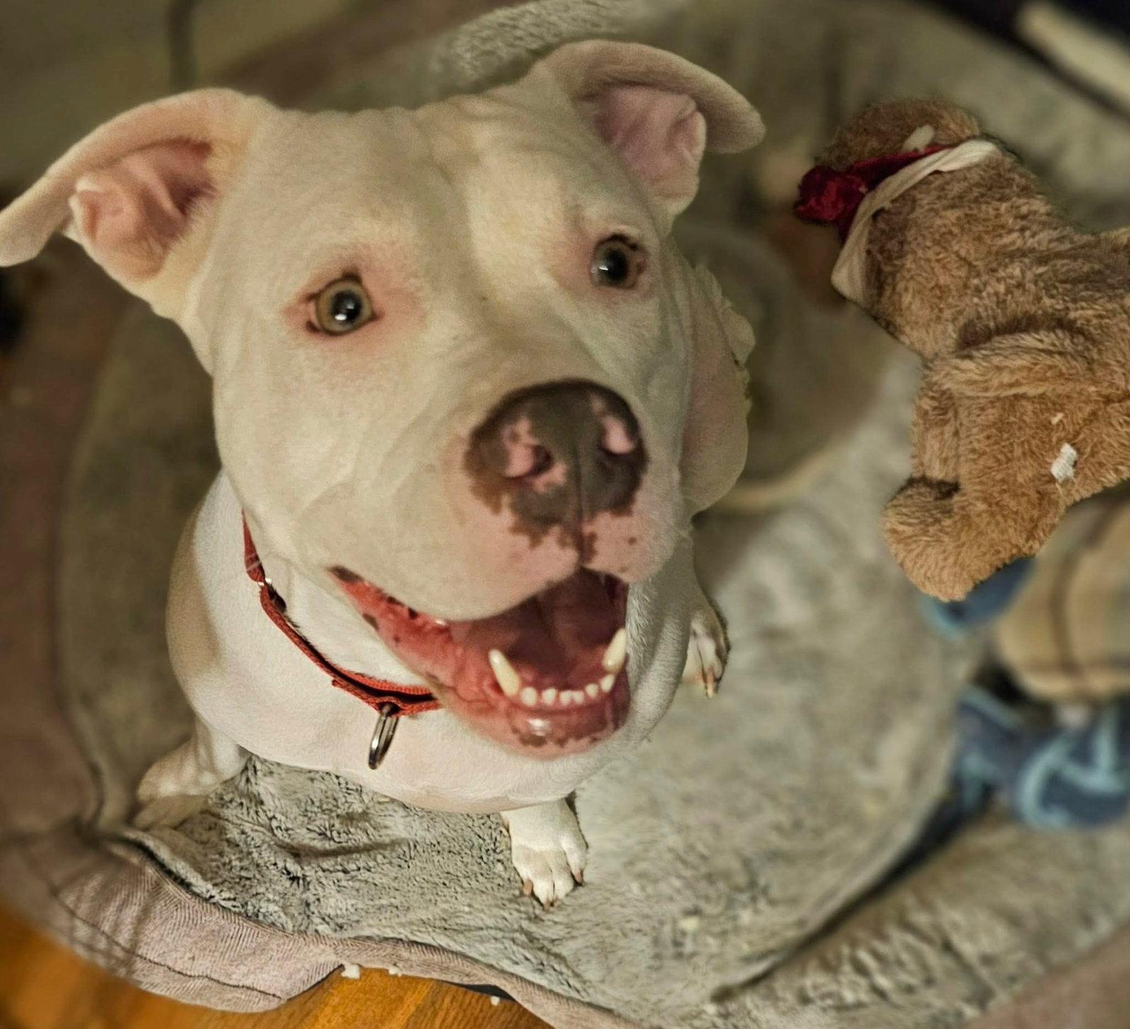 Enlarge Baby, a Adopted Pit Bull Terrier in Mint Hill, NC image 3/3