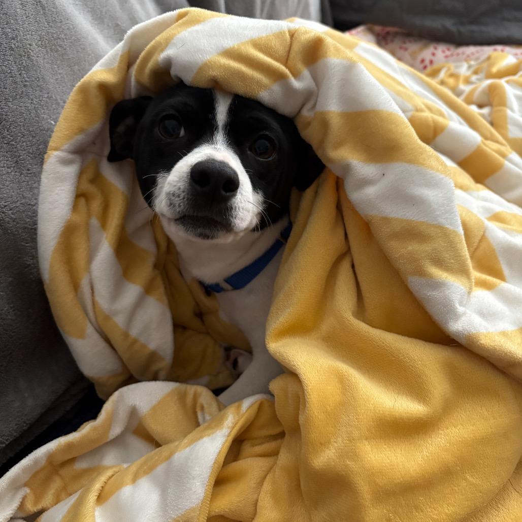 Aaron, a Adoptable mixed breed in Katy, TX image 1/5