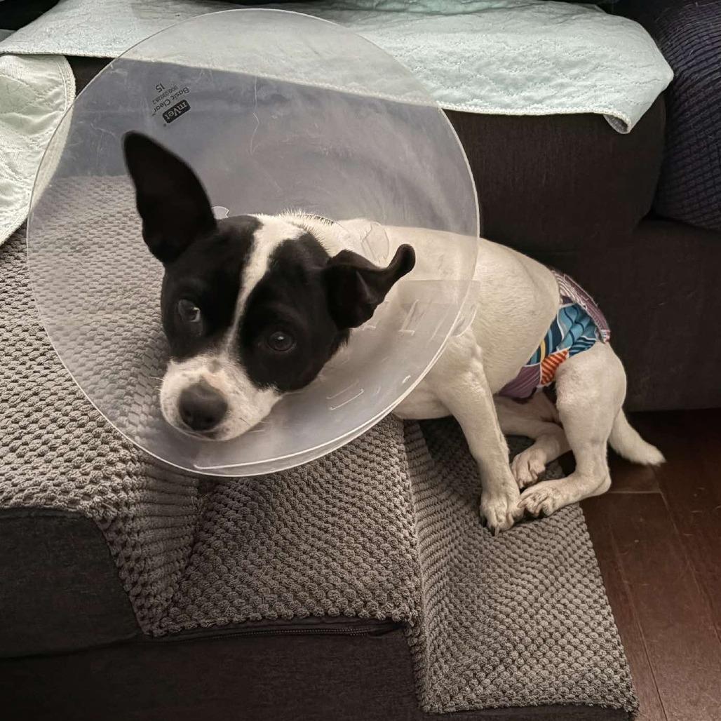 Aaron, a Adoptable mixed breed in Katy, TX image 2/5