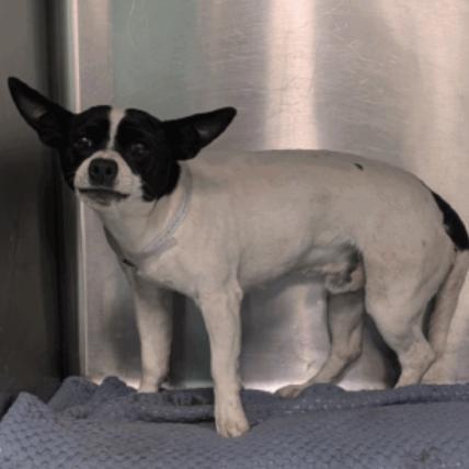 Aaron, a Adoptable mixed breed in Katy, TX image 3/5