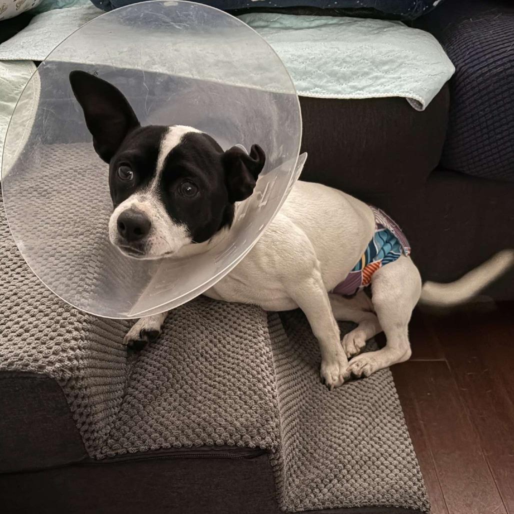 Aaron, a Adoptable mixed breed in Katy, TX image 4/5