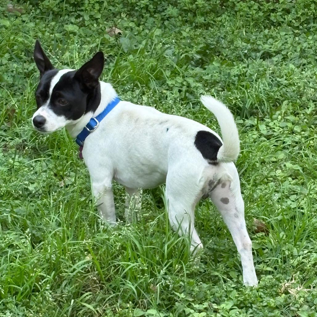 Aaron, a Adoptable mixed breed in Katy, TX image 5/5
