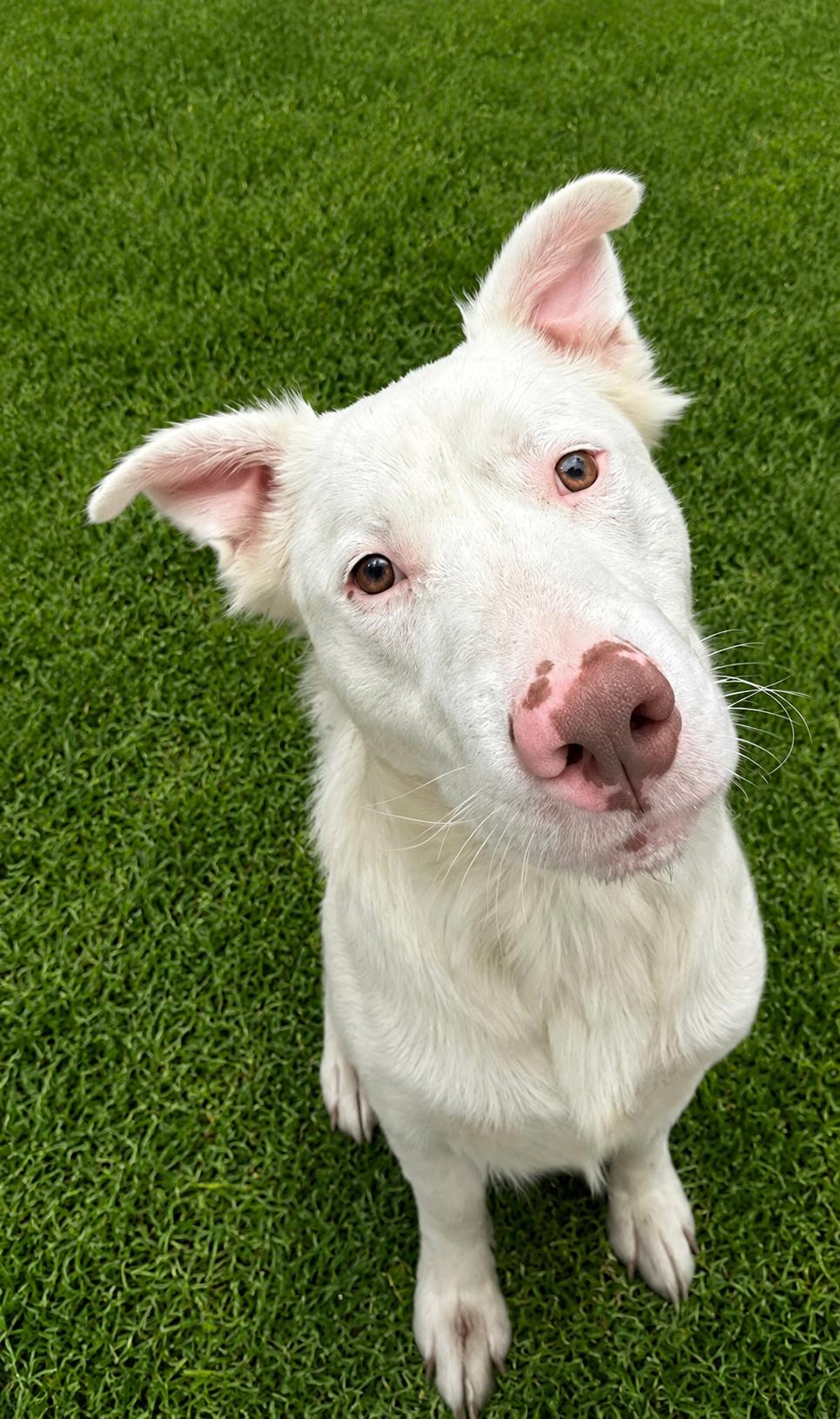 Ty, adopted, Adult Male Mixed Breed.