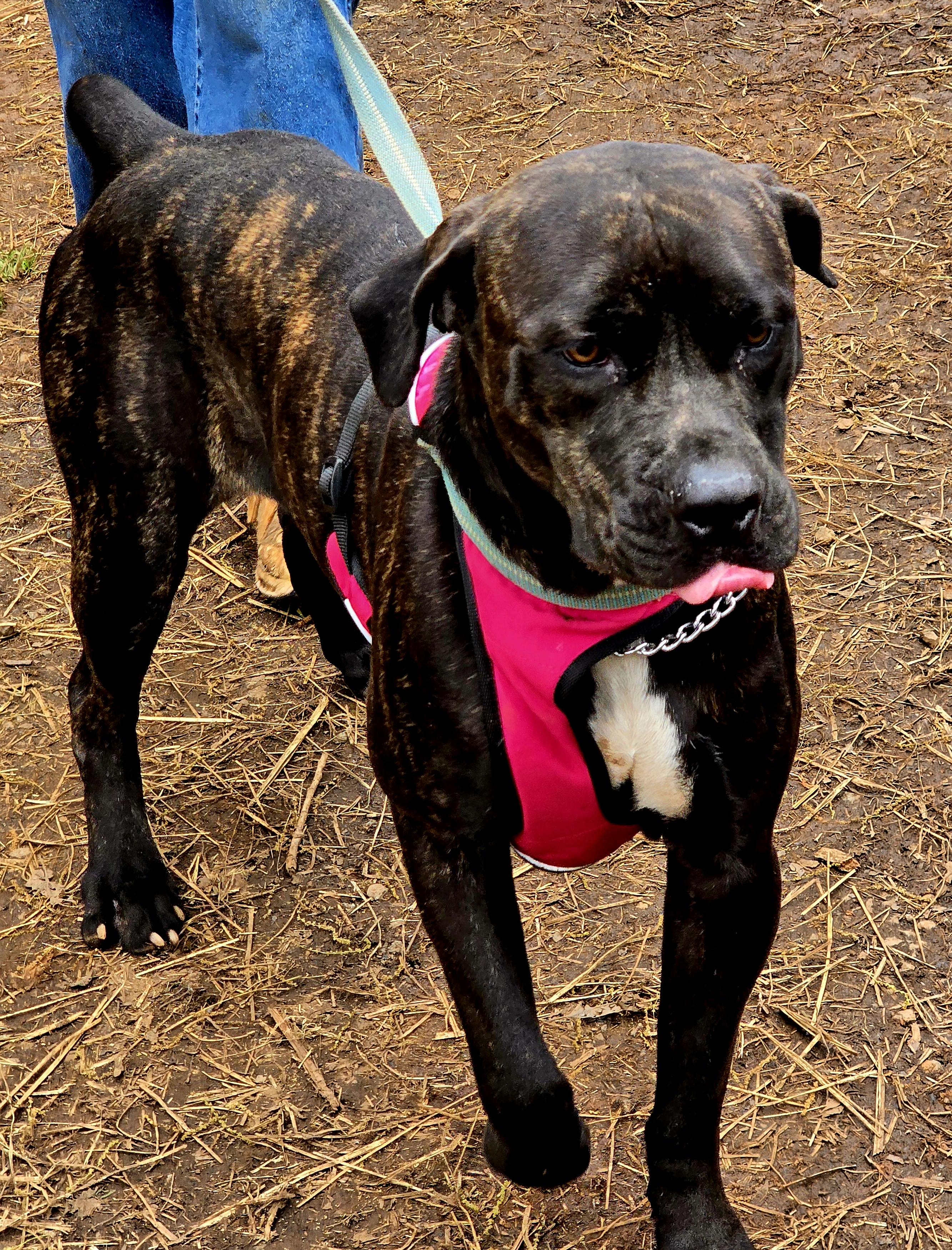 Enlarge Luna, a Adoptable Cane Corso in Chase City, VA image 1/1