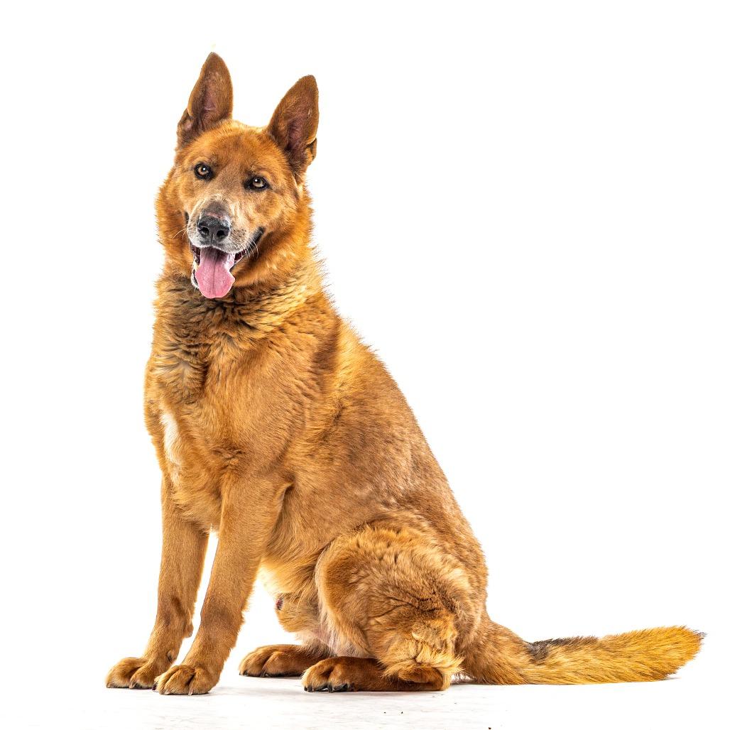 Enlarge Tobi, a Adoptable Belgian Shepherd / Malinois in Reno, NV image 1/4
