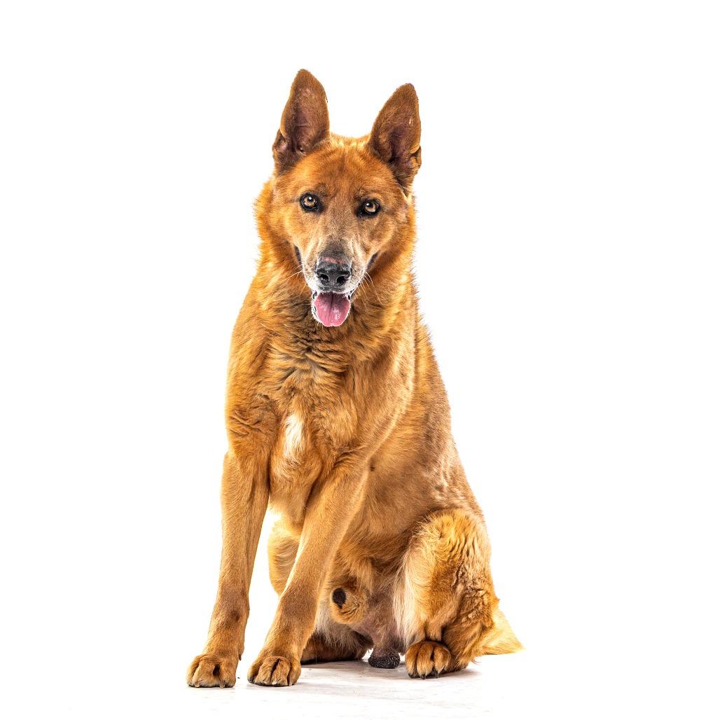 Enlarge Tobi, a Adoptable Belgian Shepherd / Malinois in Reno, NV image 2/4