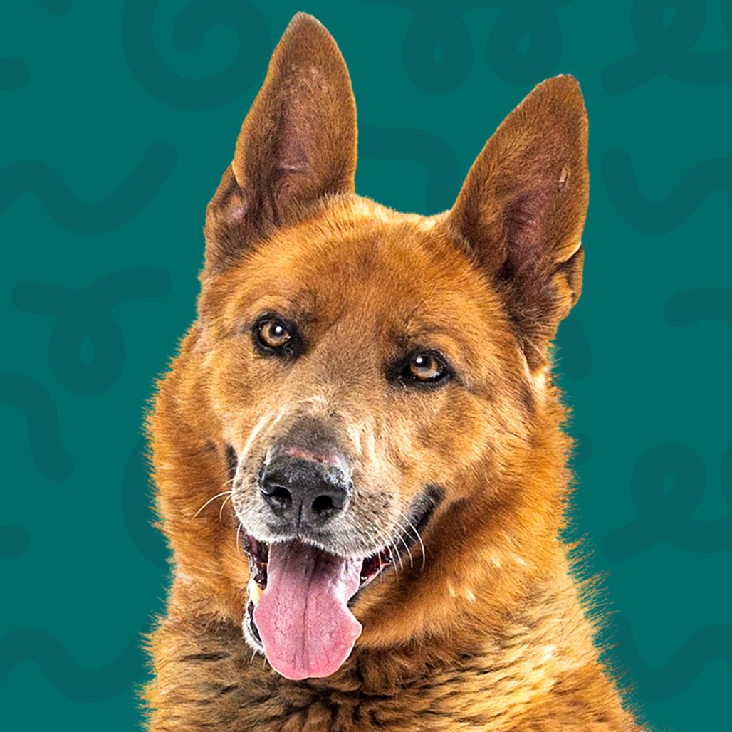 Enlarge Tobi, a Adoptable Belgian Shepherd / Malinois in Reno, NV image 3/4